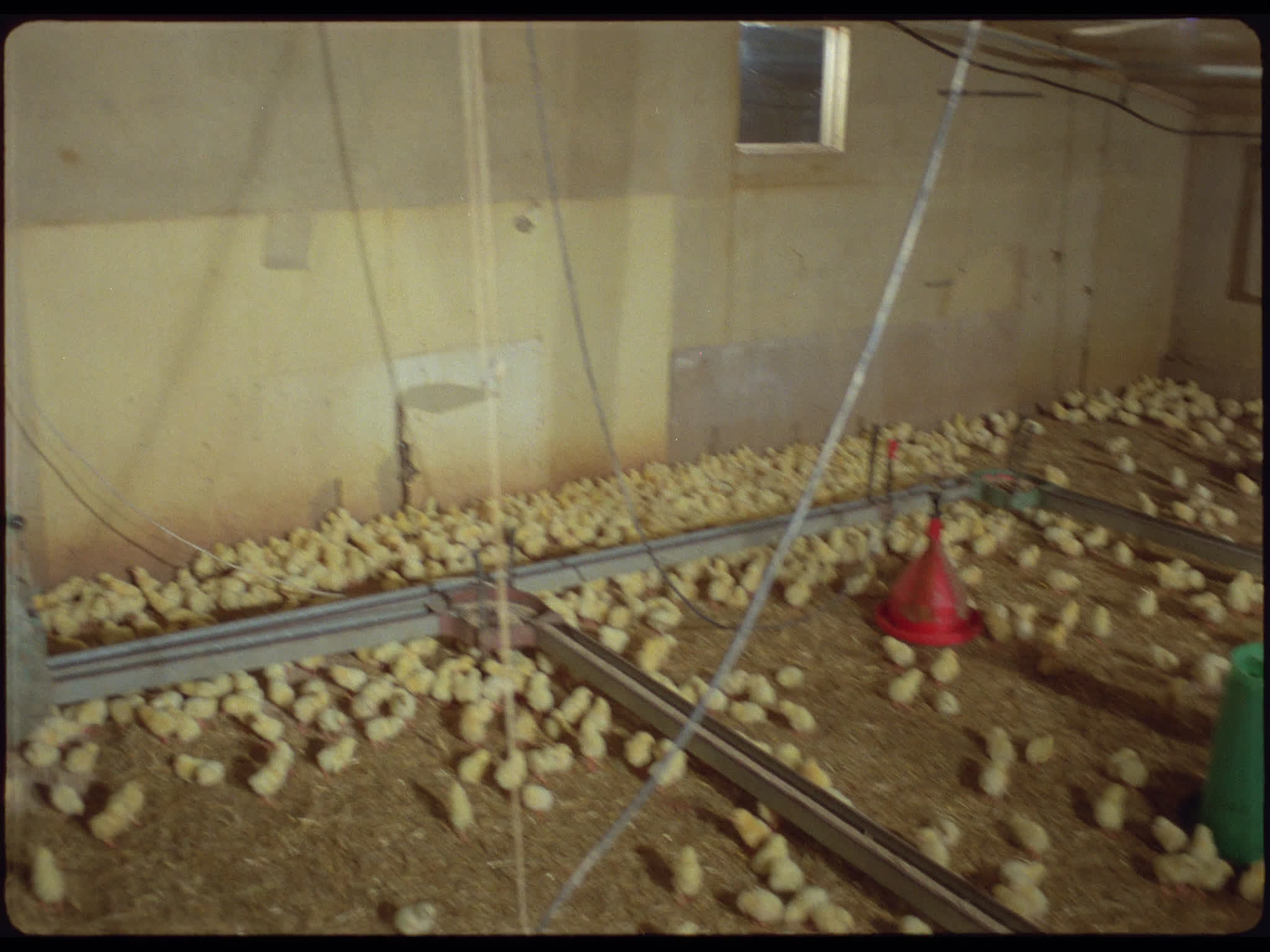 Baby Chicks