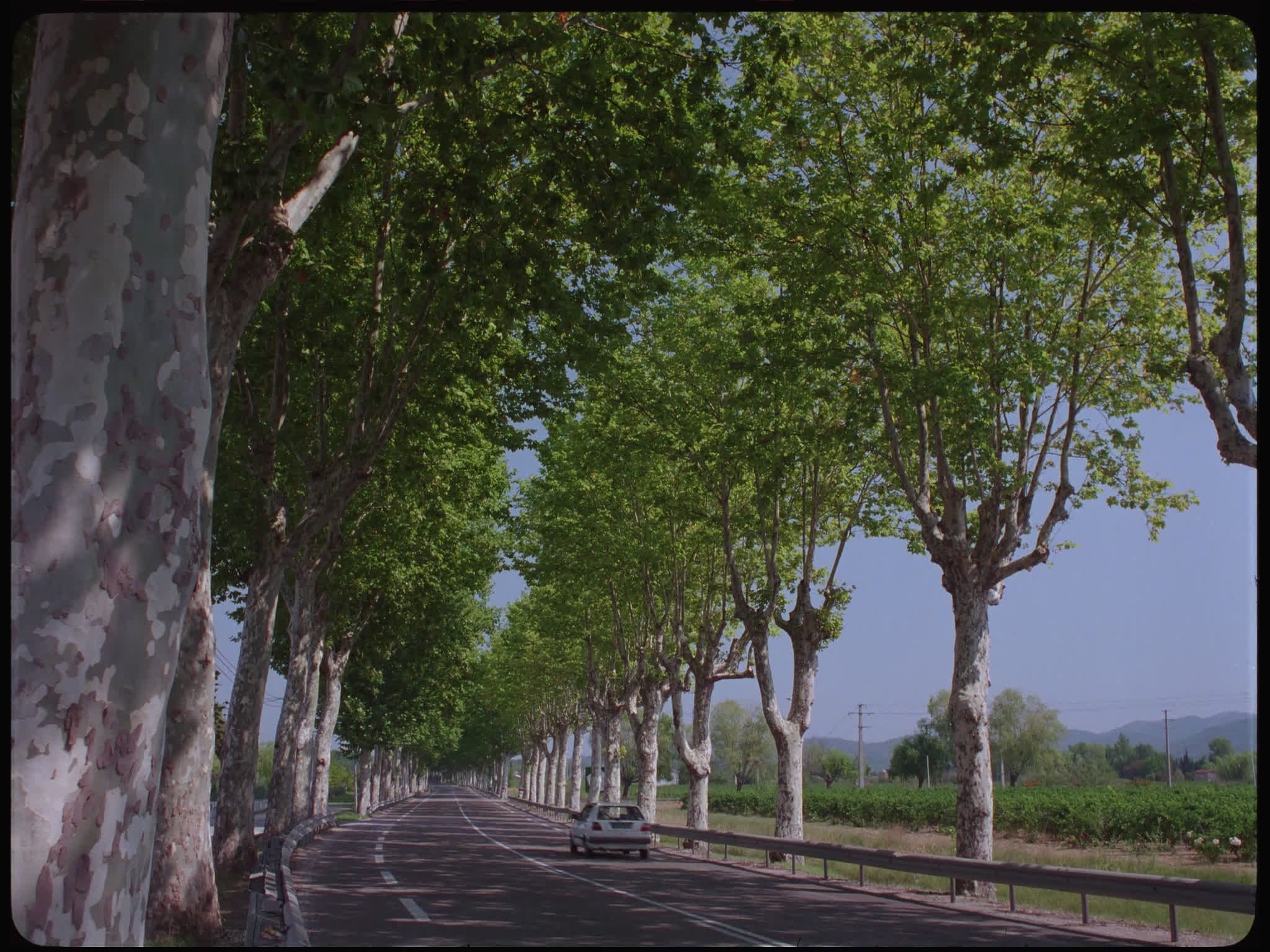 Tree Lined Road