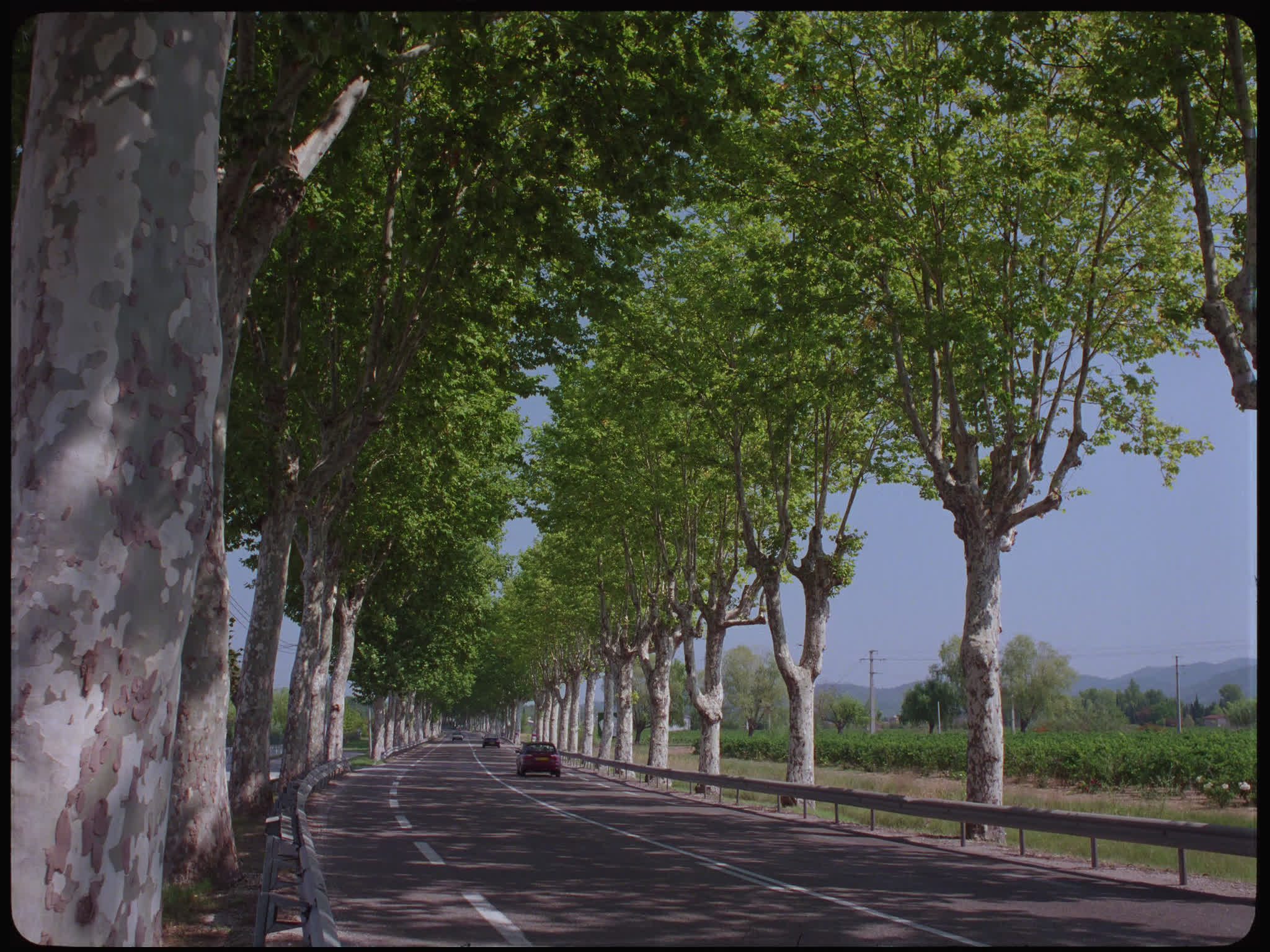 Tree Lined Road