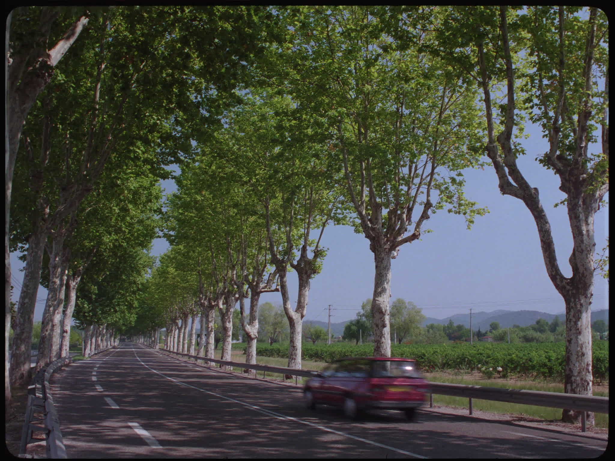 Tree lined road