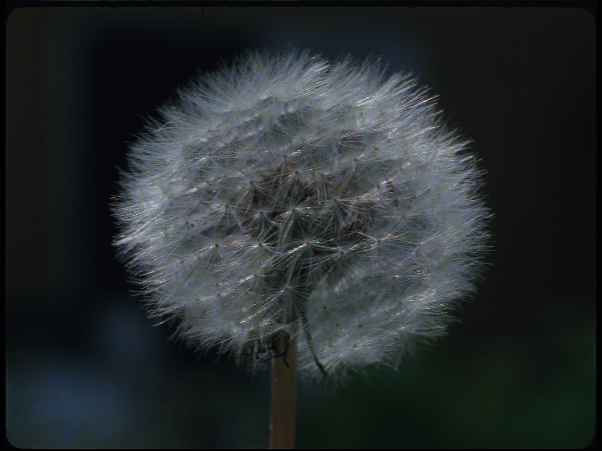 Dandelion 