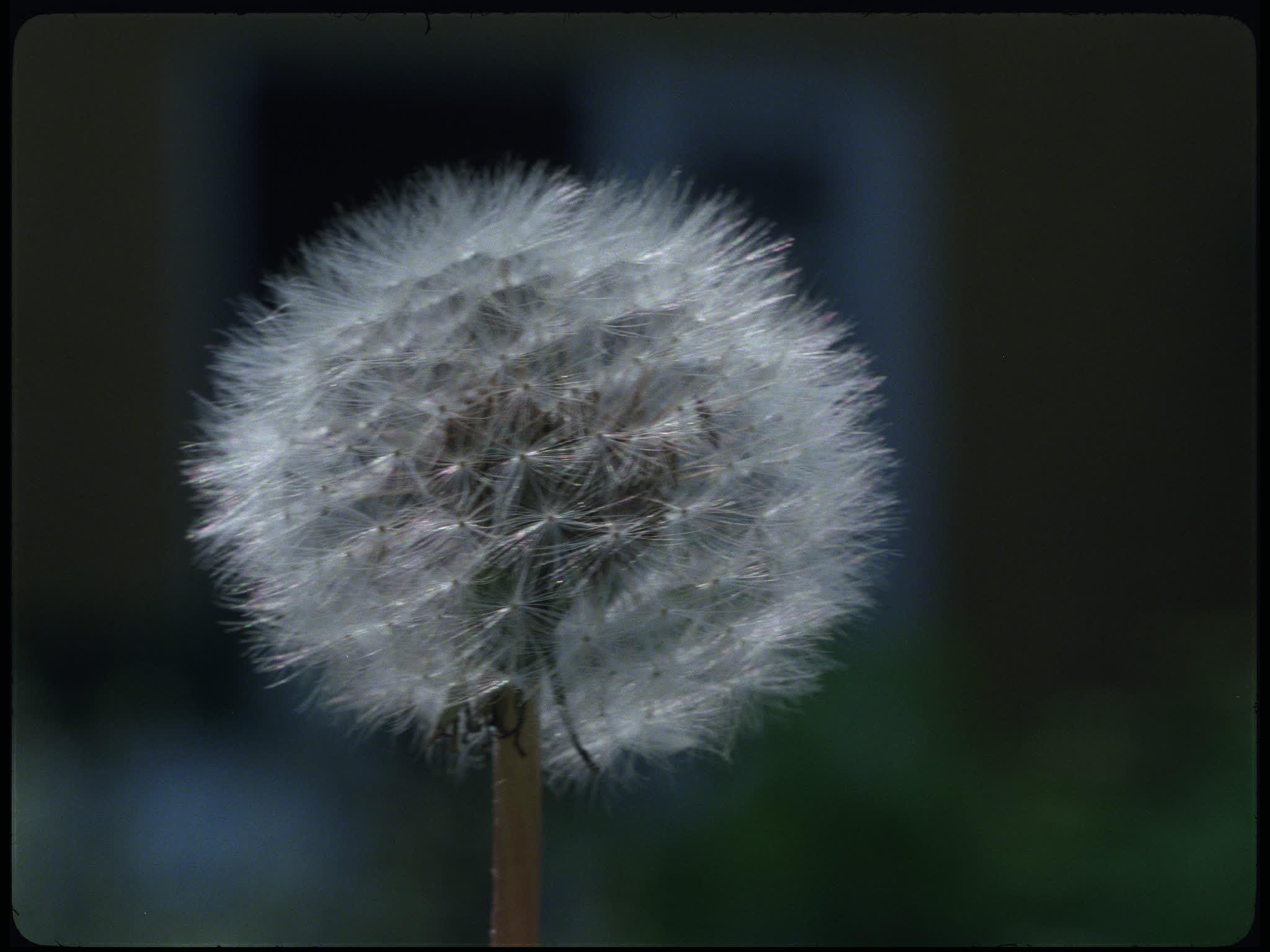 Dandelion