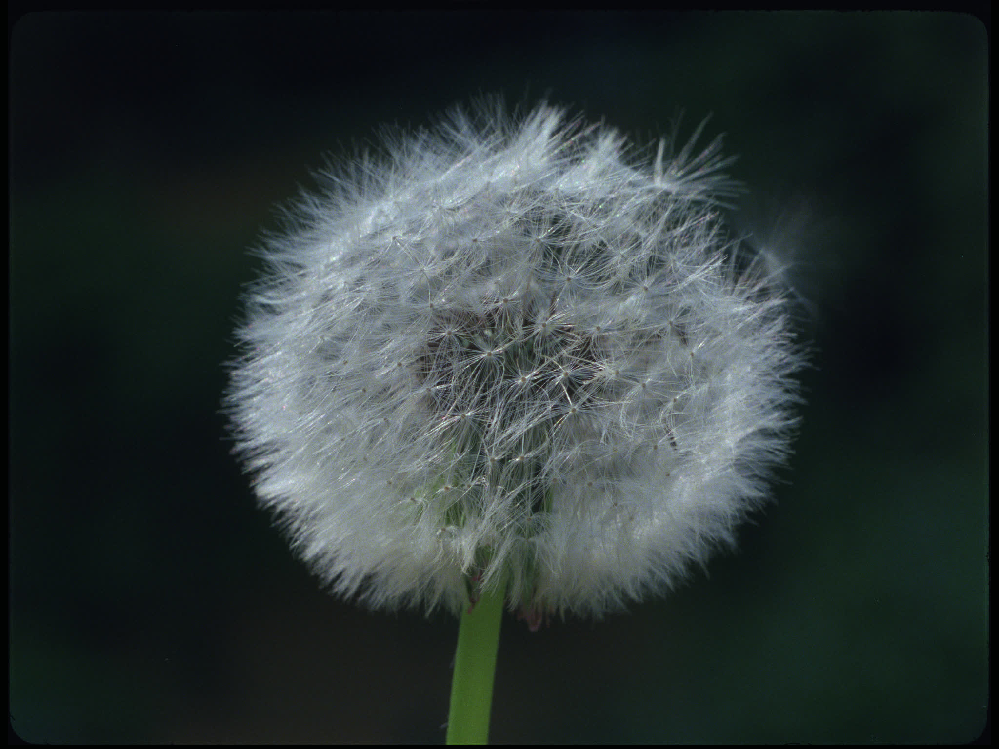 Dandelion