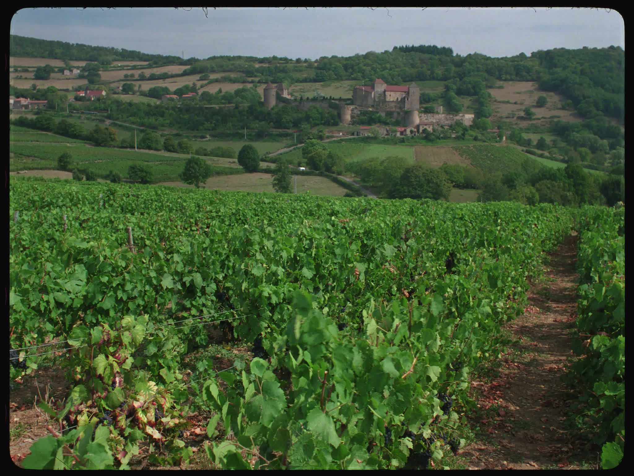 Vineyard