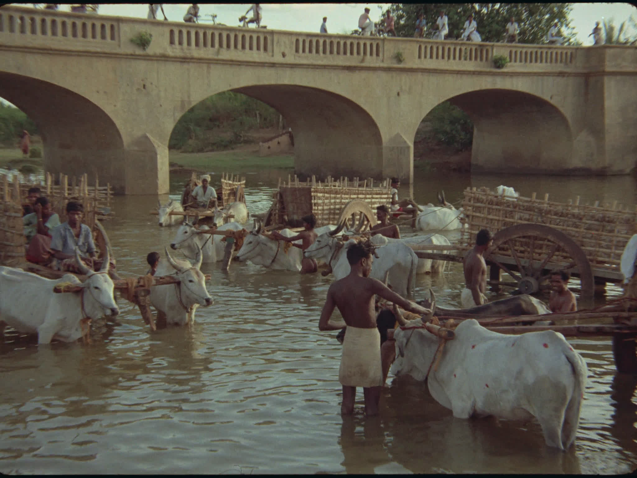 Washing Oxen in the River
