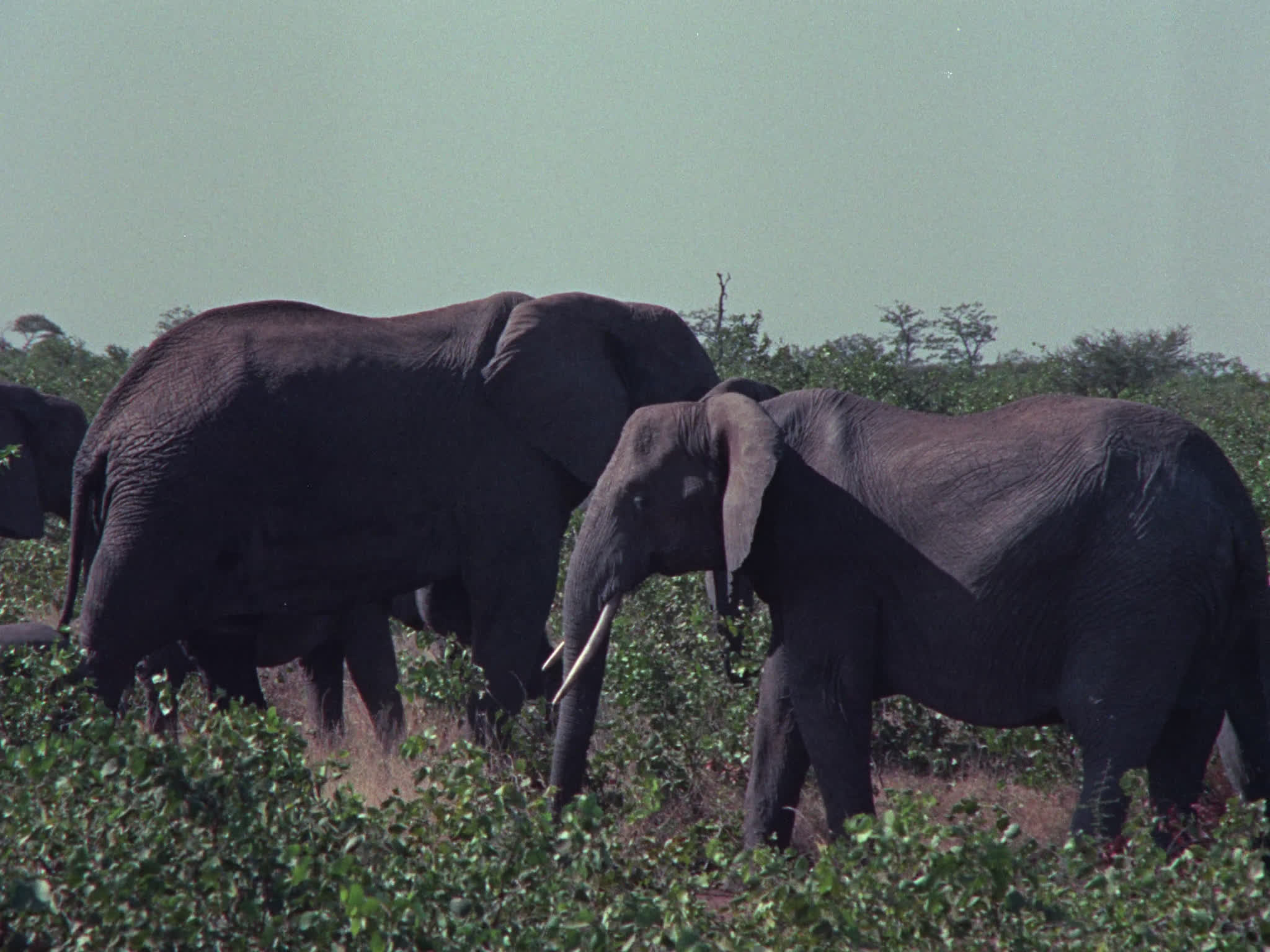 Elephant Herd