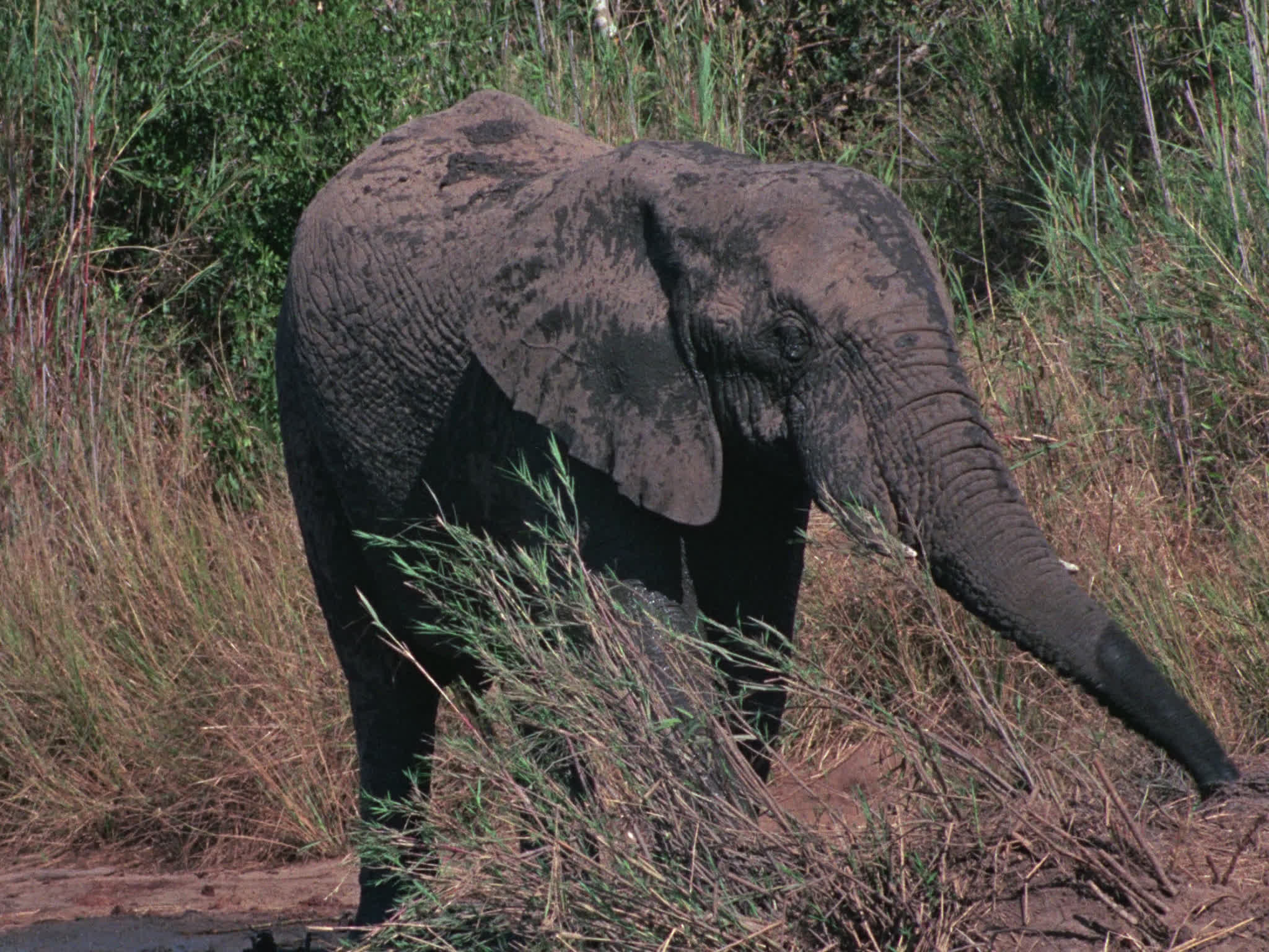 Elephant