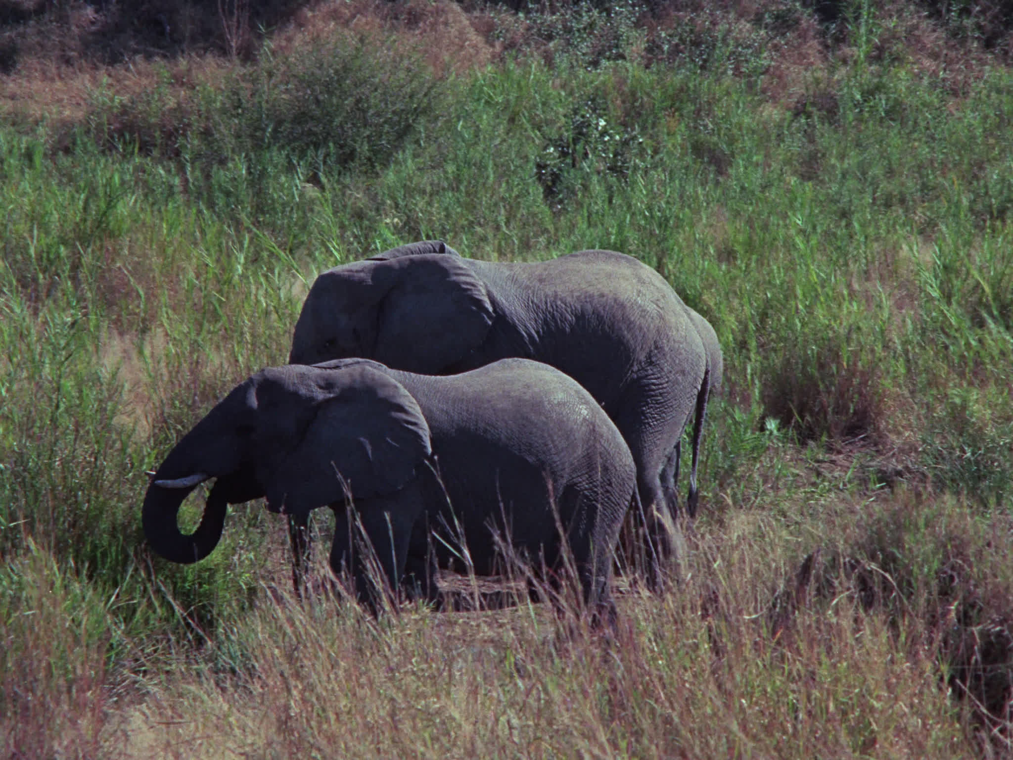 Elephants