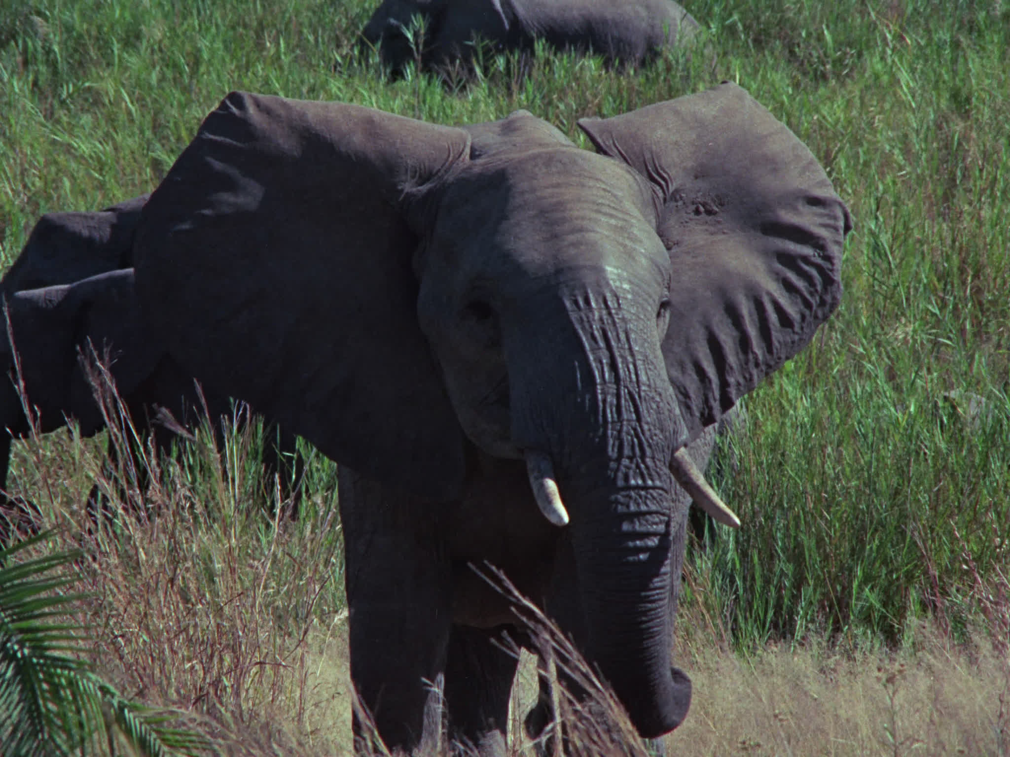 Elephants