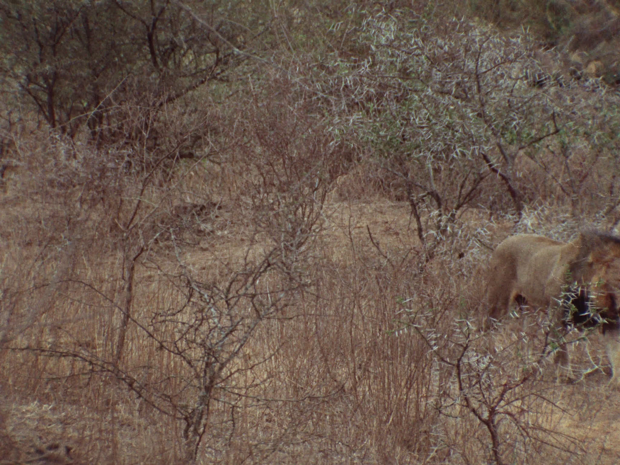 Lion Walking