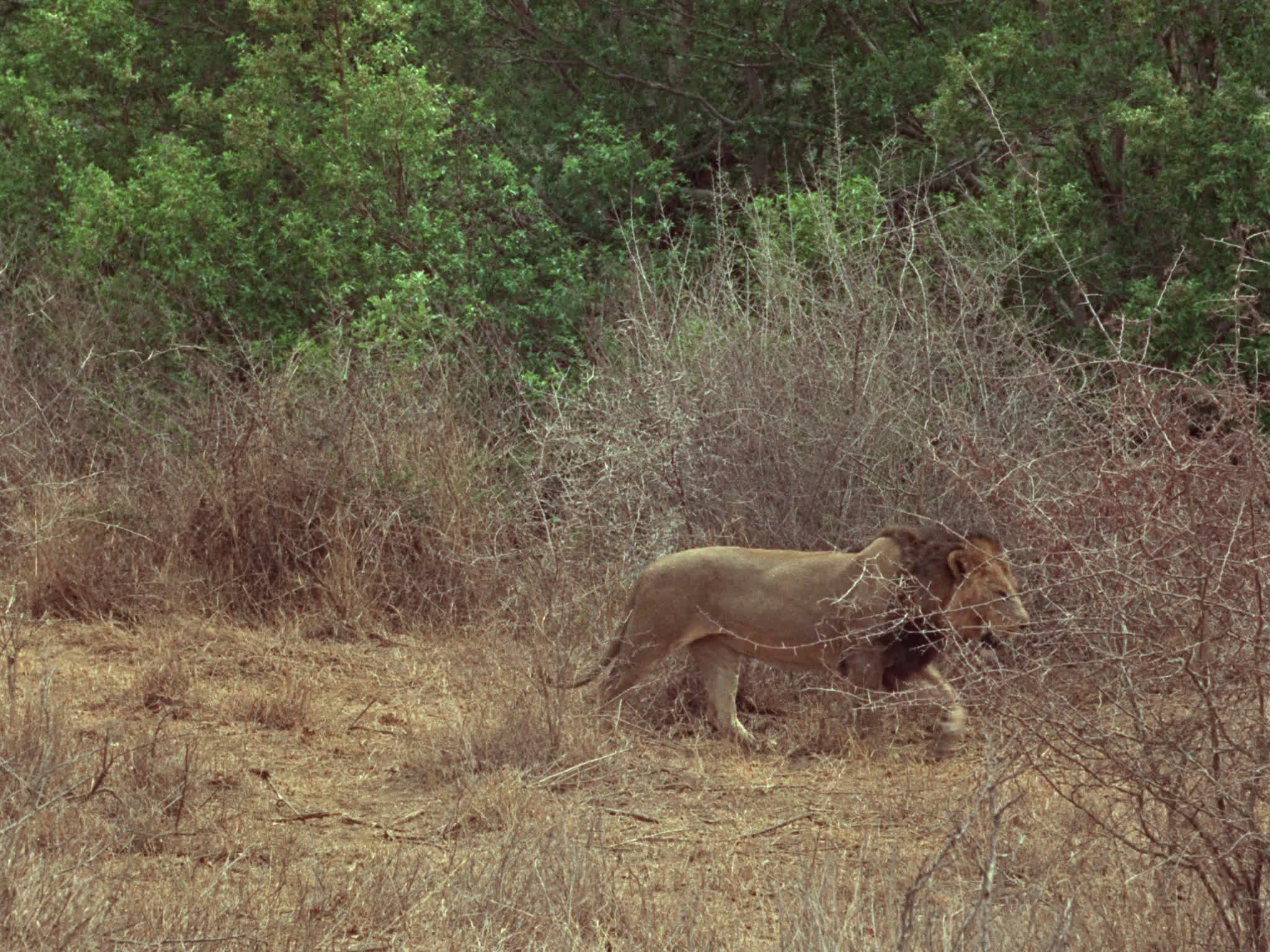 Lions Walking