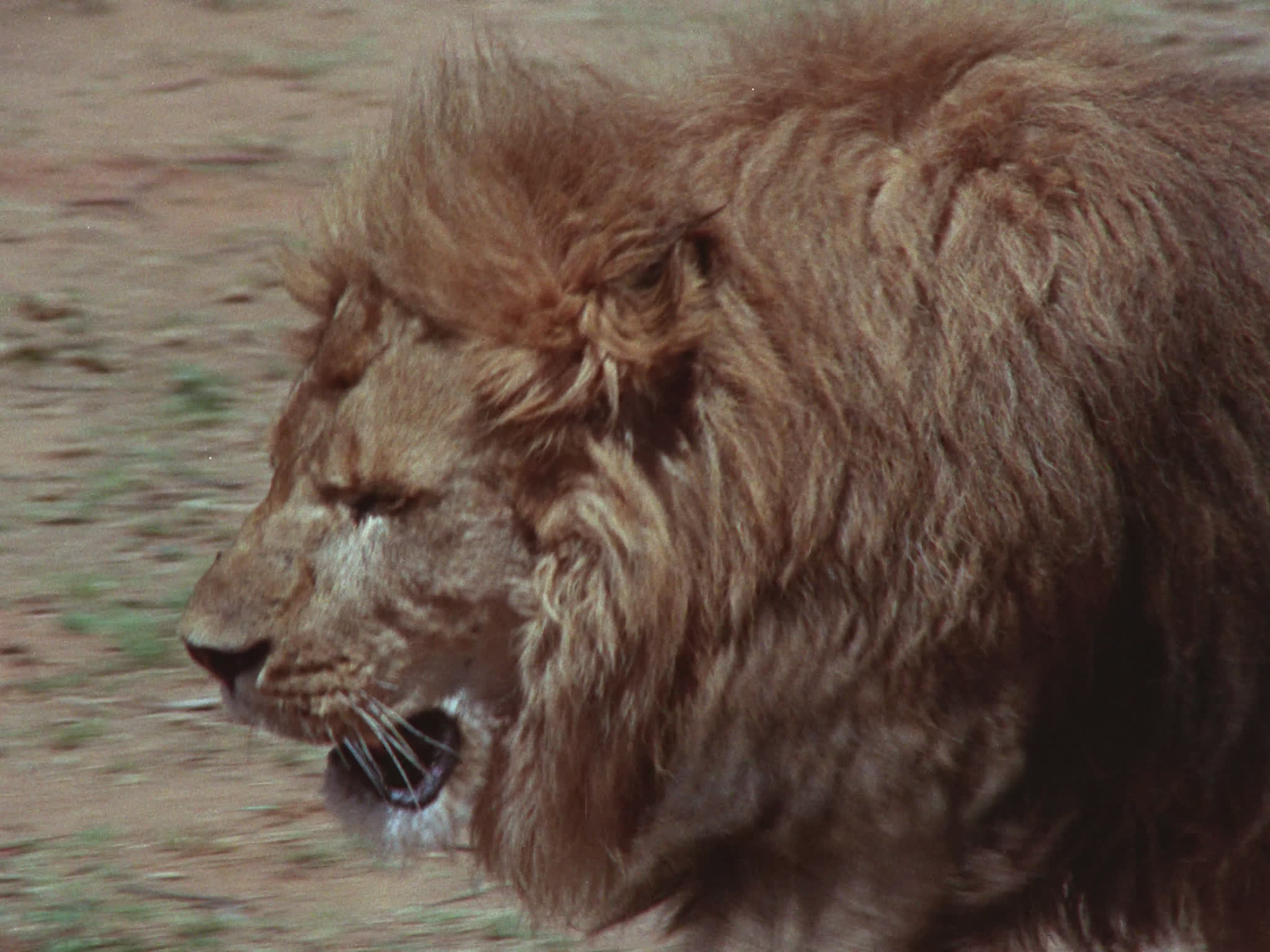 Lion Walking
