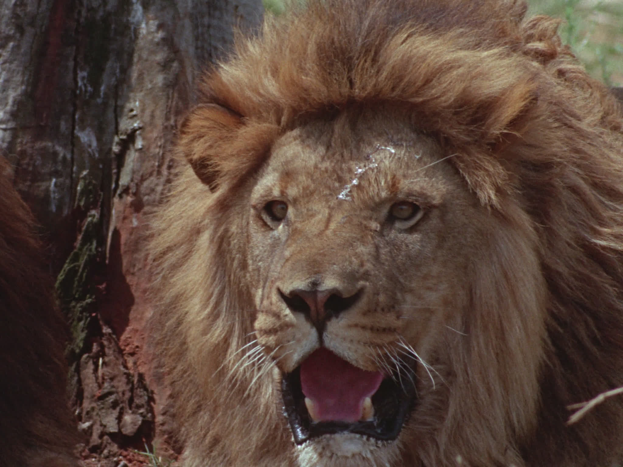 Lions Panting