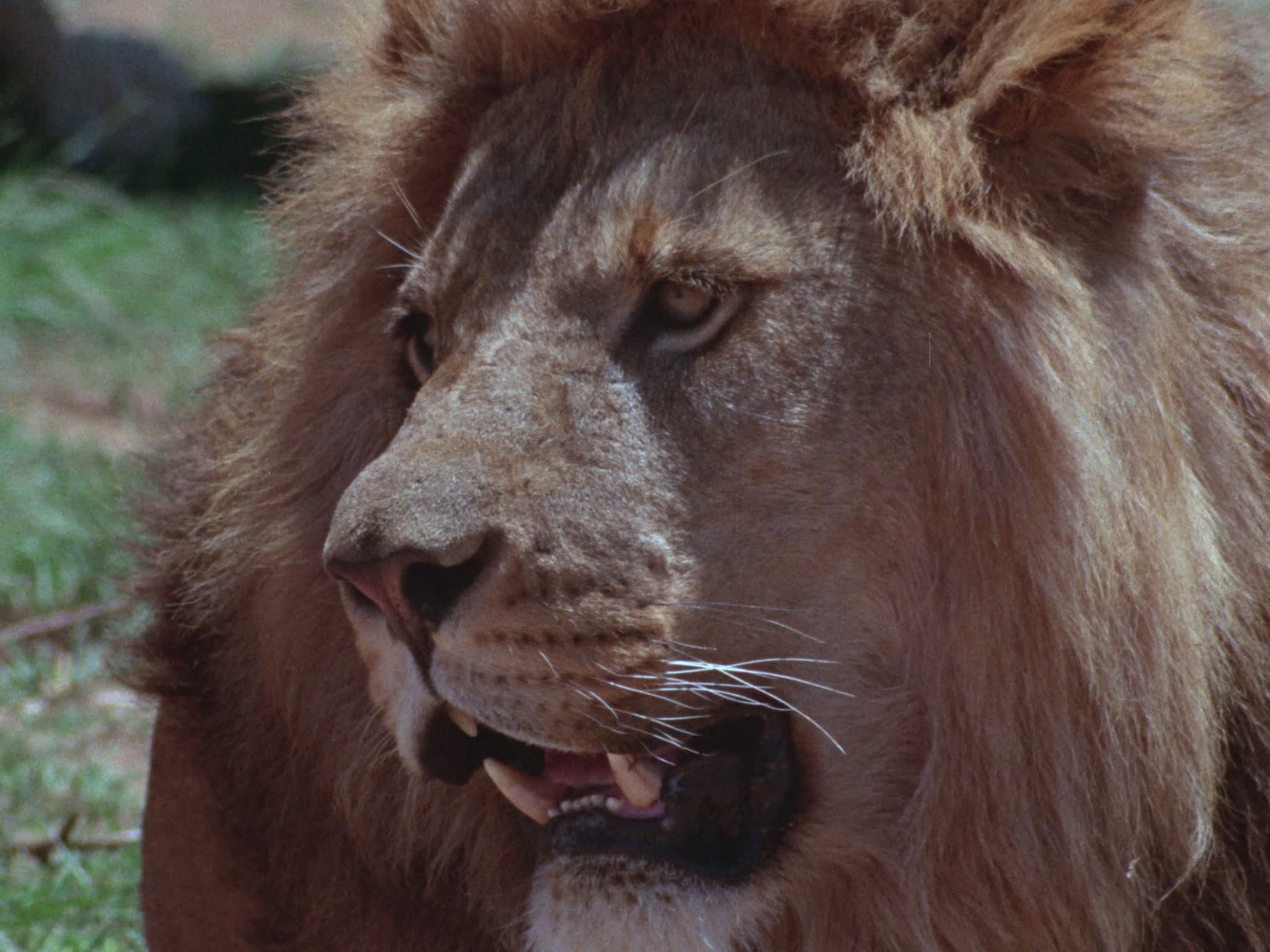 Lion