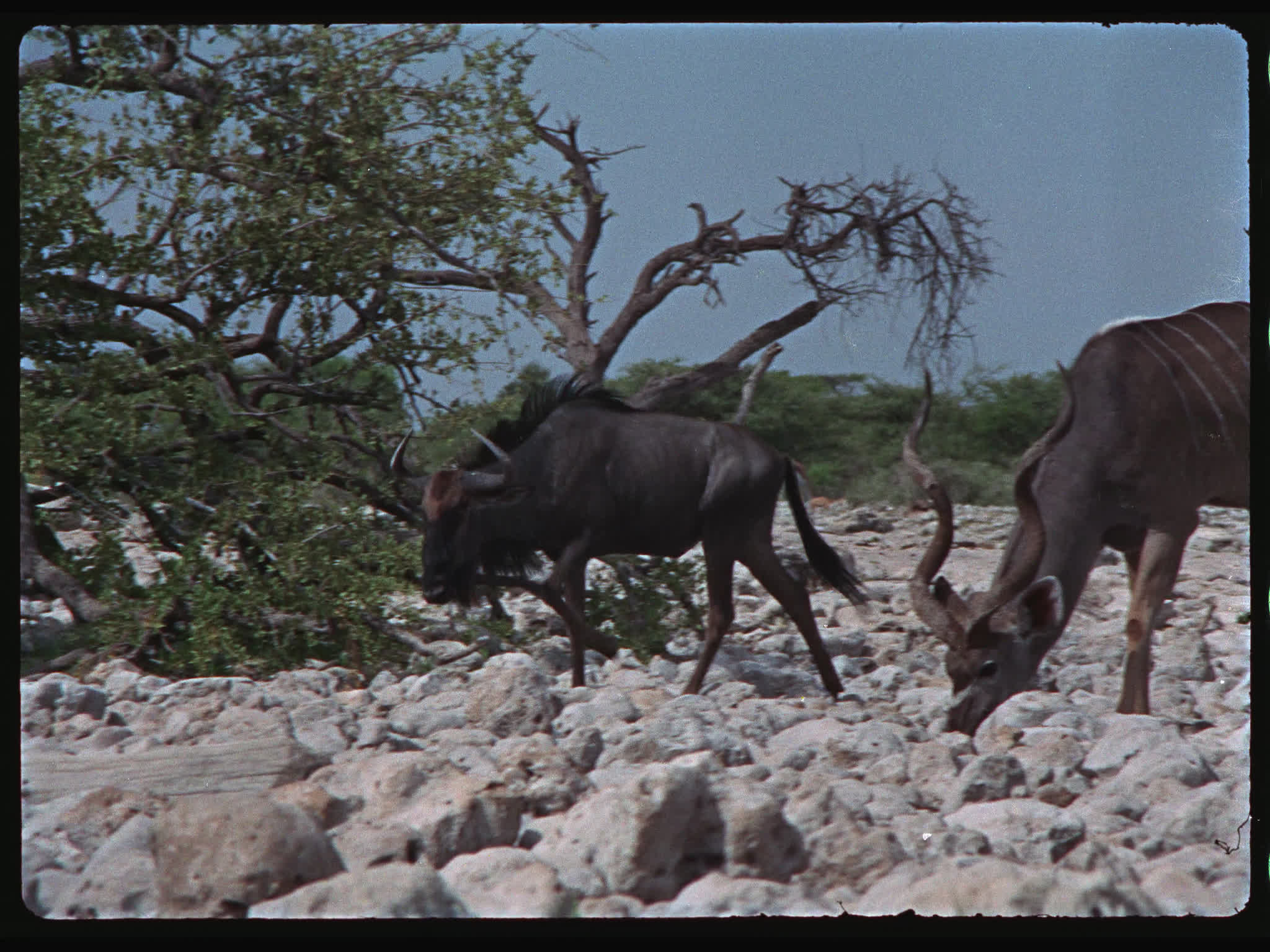 Kudu Bull While Wildebeest Passes