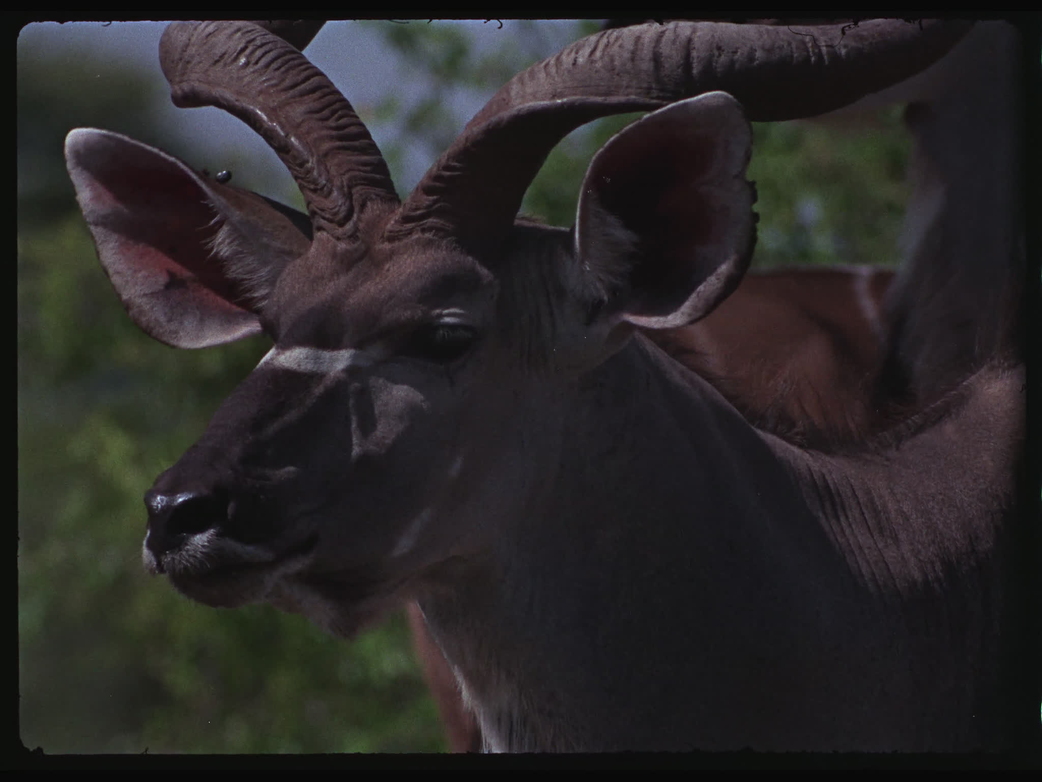 Kudu Bull