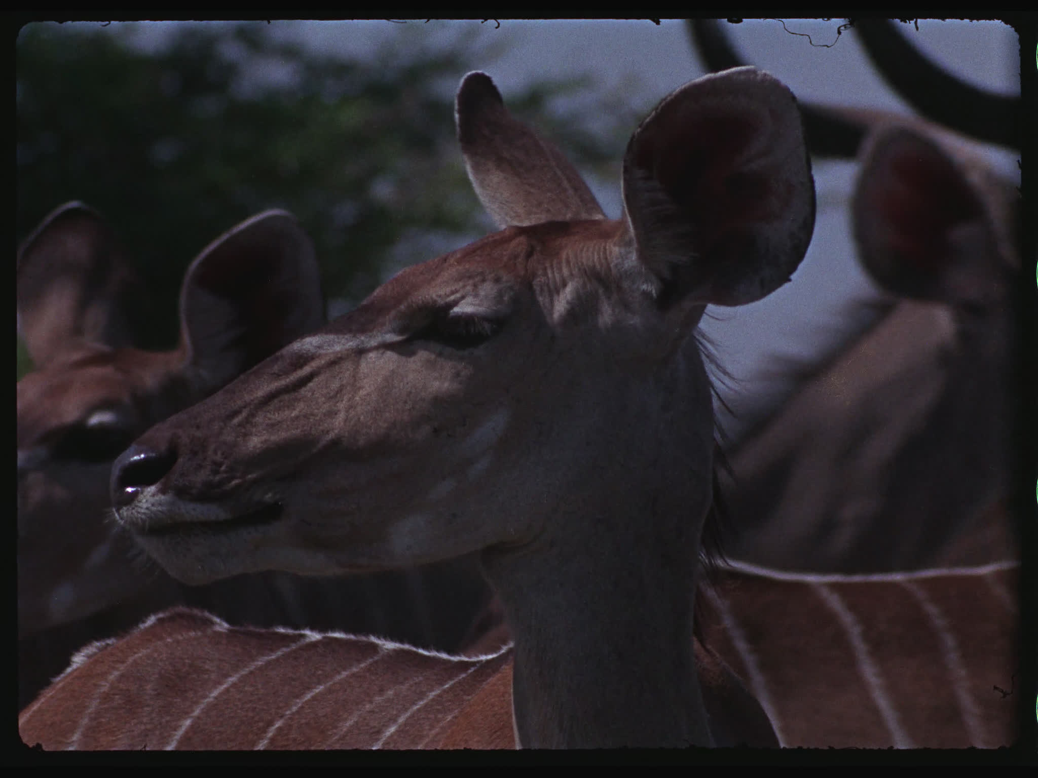 Kudu Cow