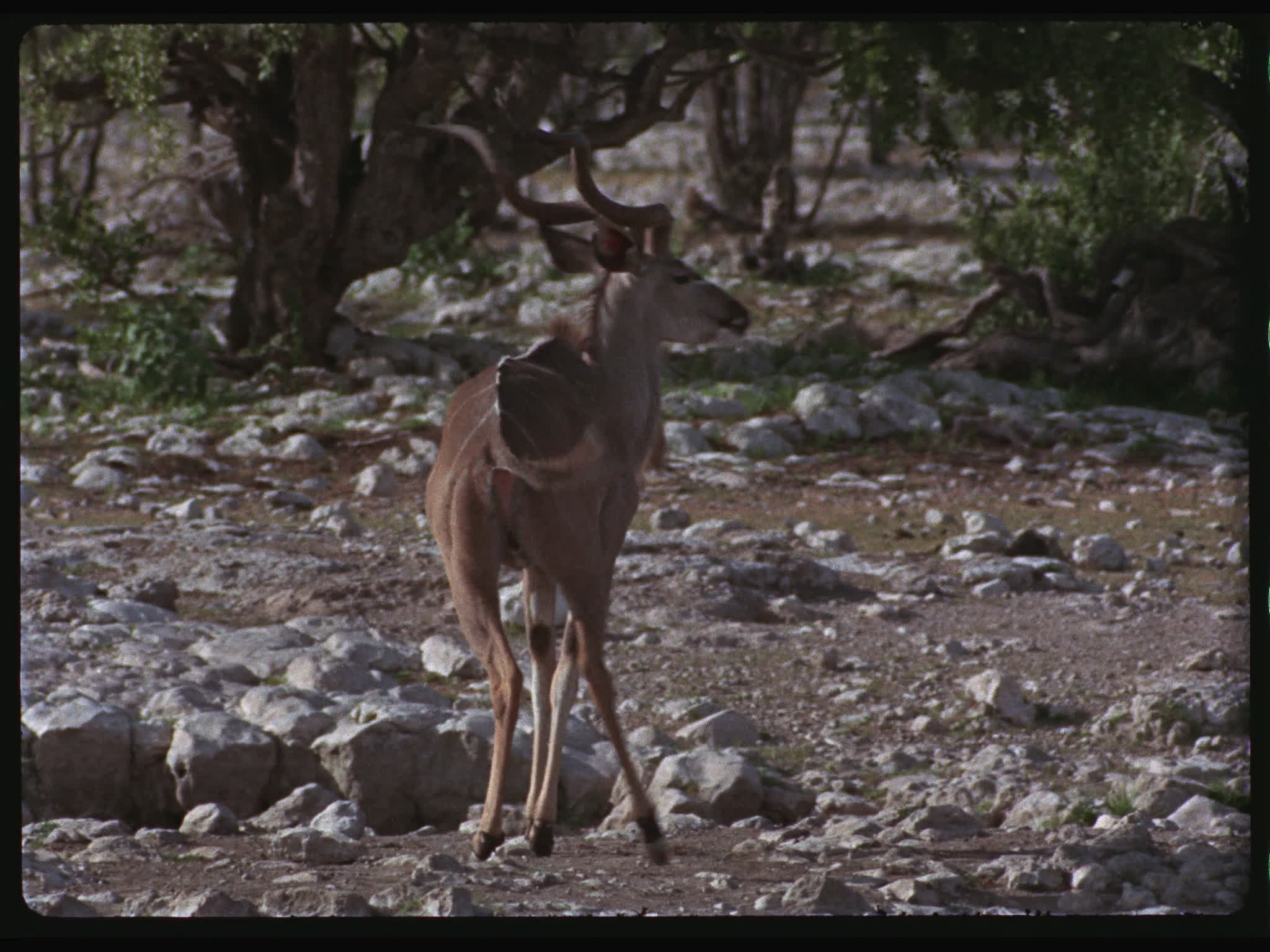 Kudu Buck