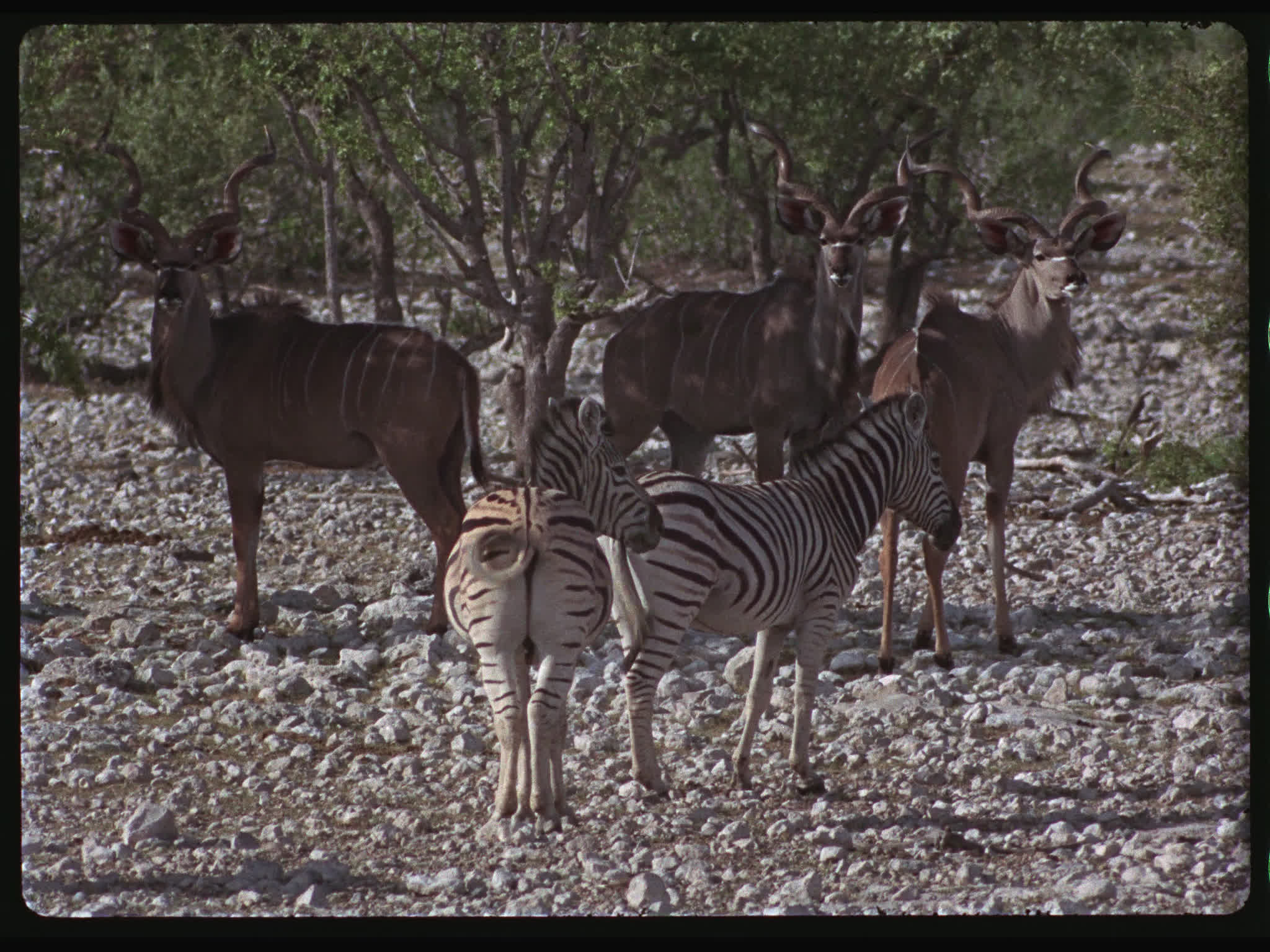 Kudus and Zebras