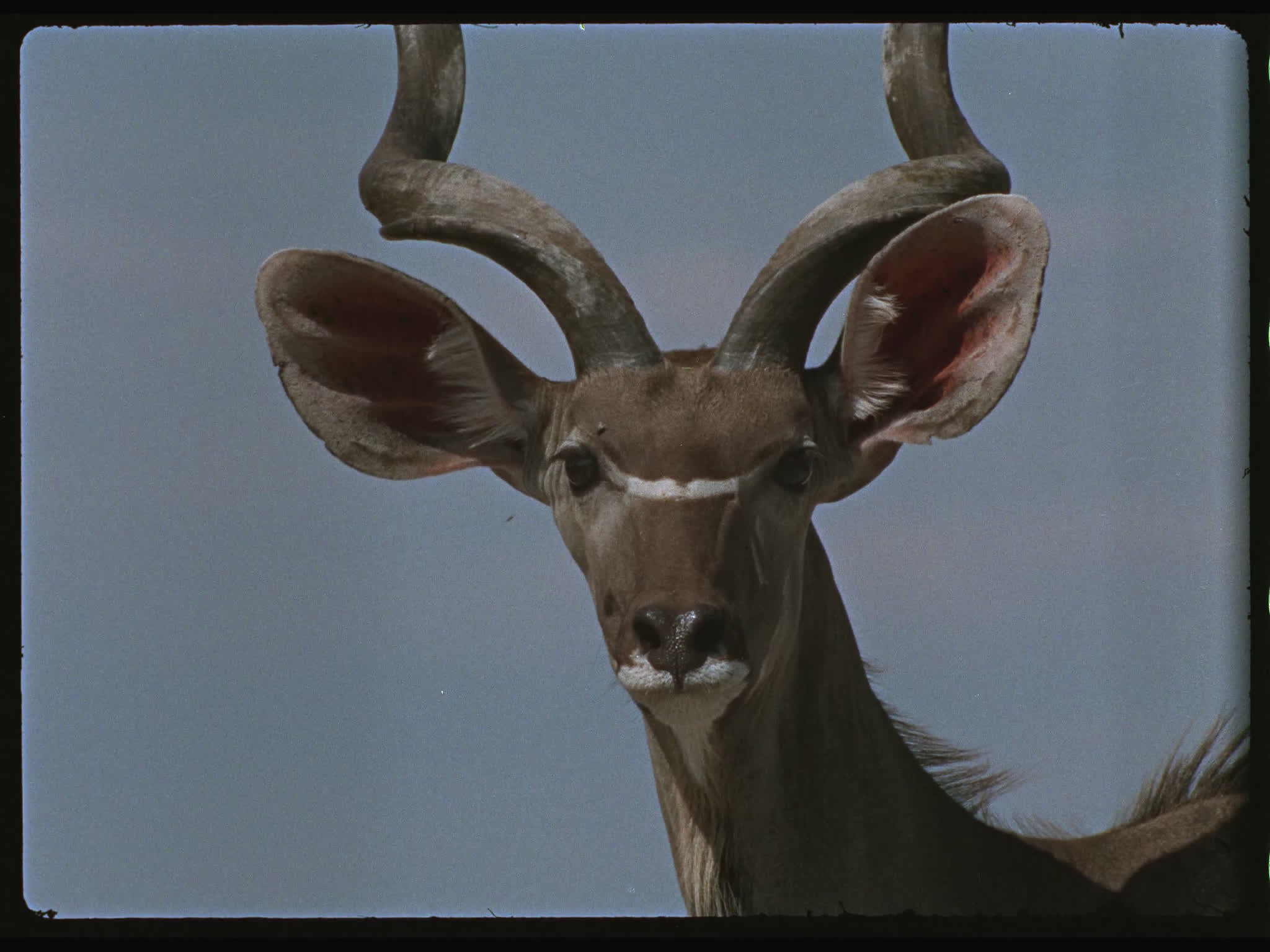 Kudu Buck