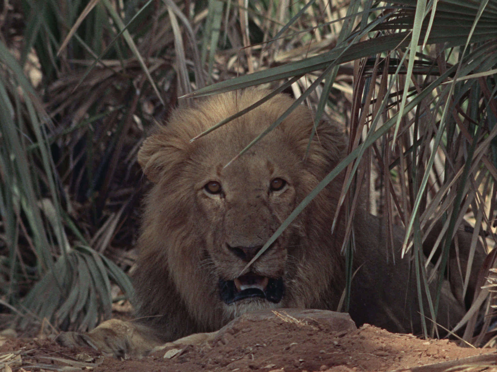 Lion