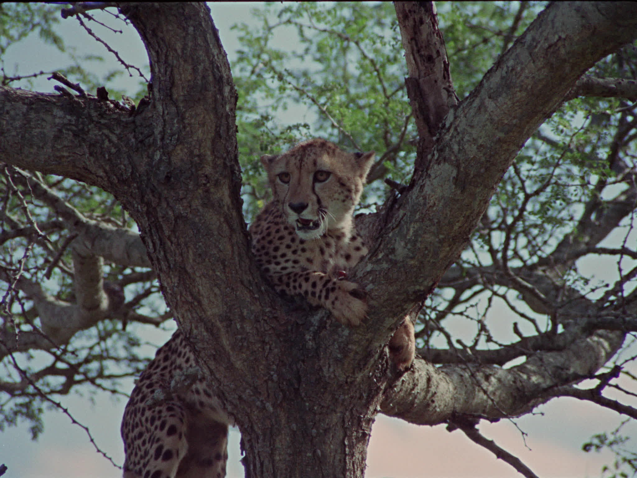 Cheetah in Tree