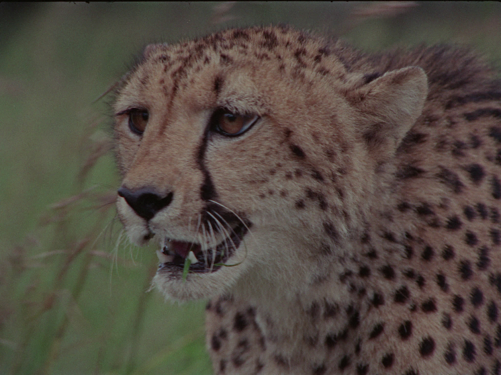Cheetah Snarling