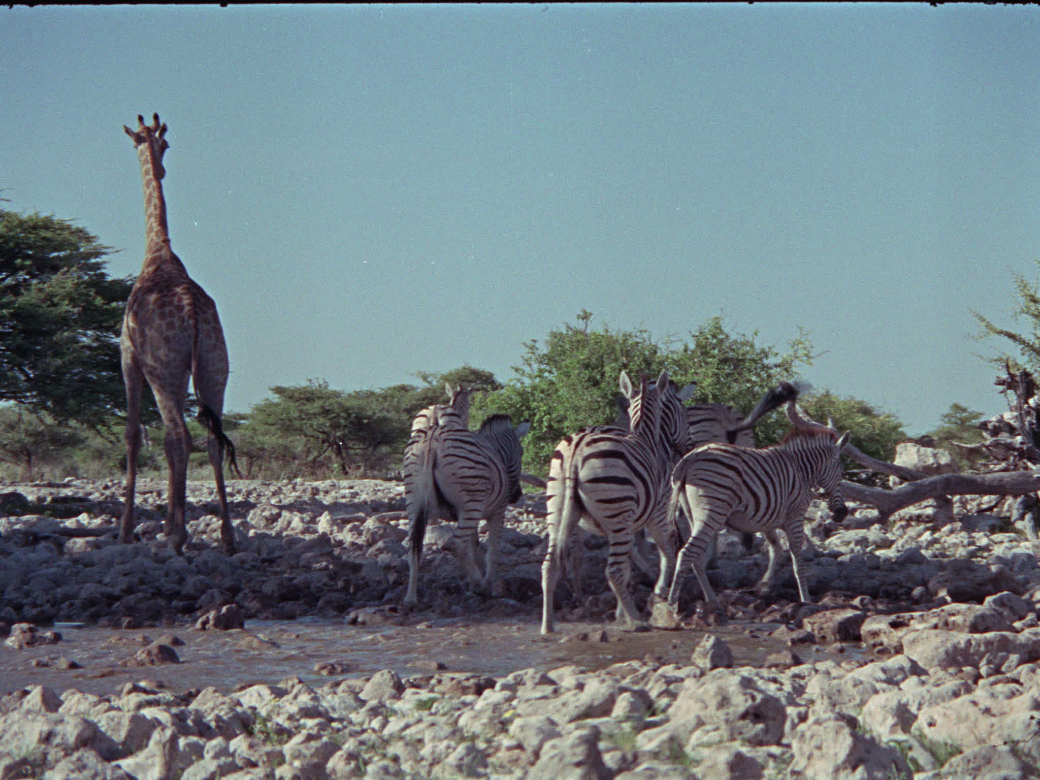 Zebras and a Giraffe