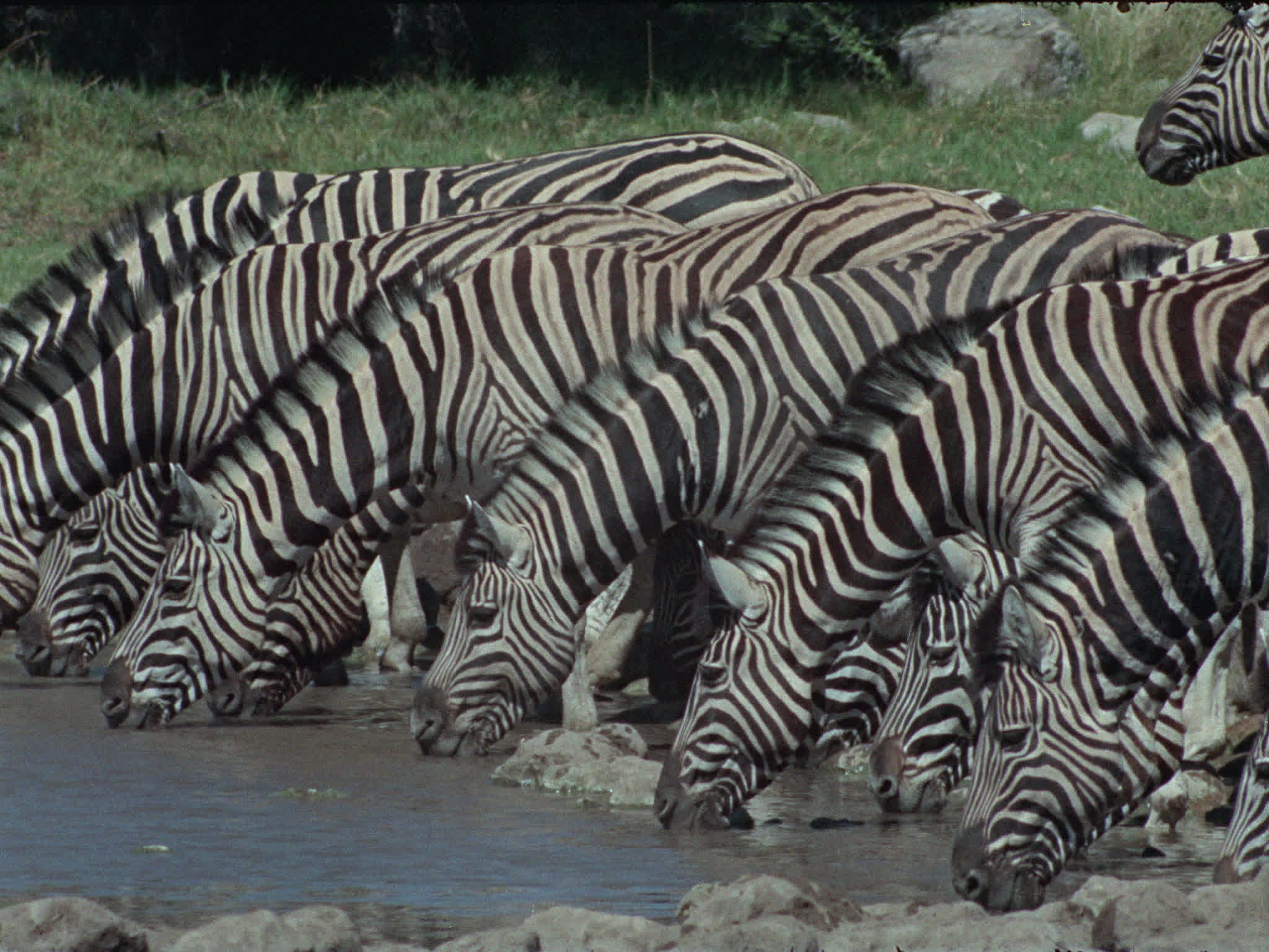 Zebras Drinking