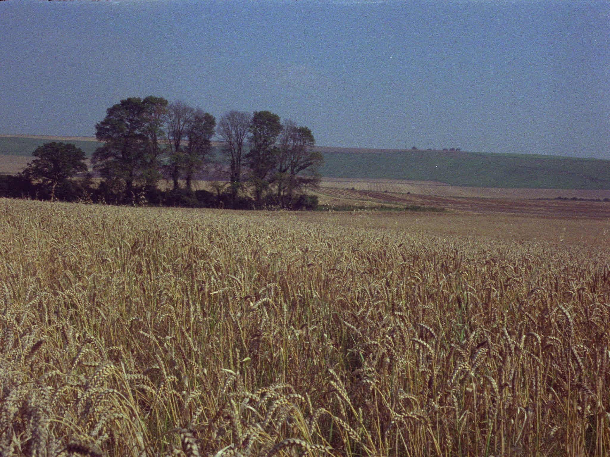 Wheat Field