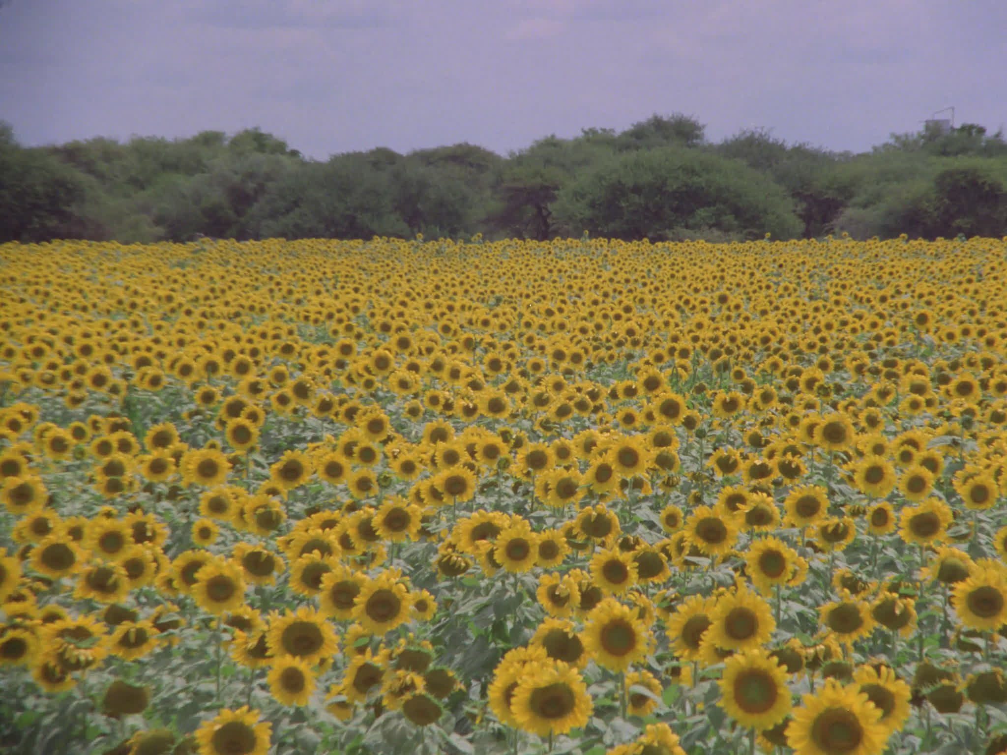 Sunflowers