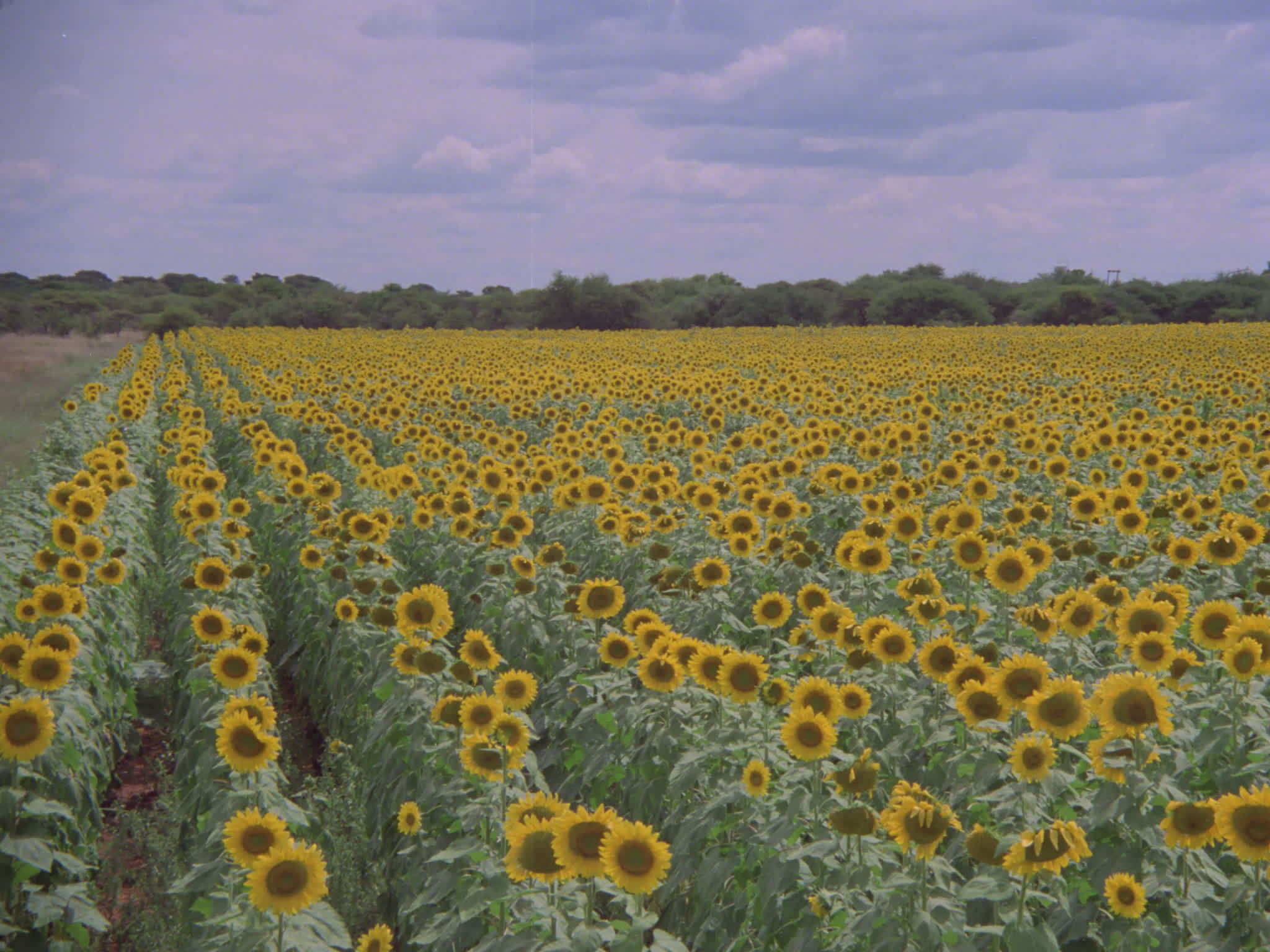 Sunflowers