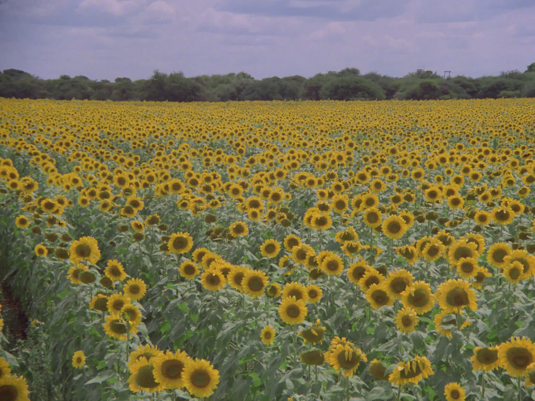 Sunflower Field