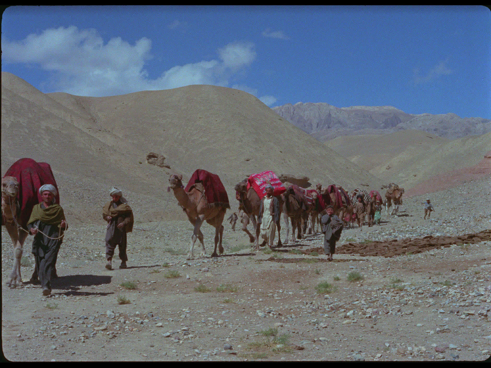 Afghanistan Camel Train