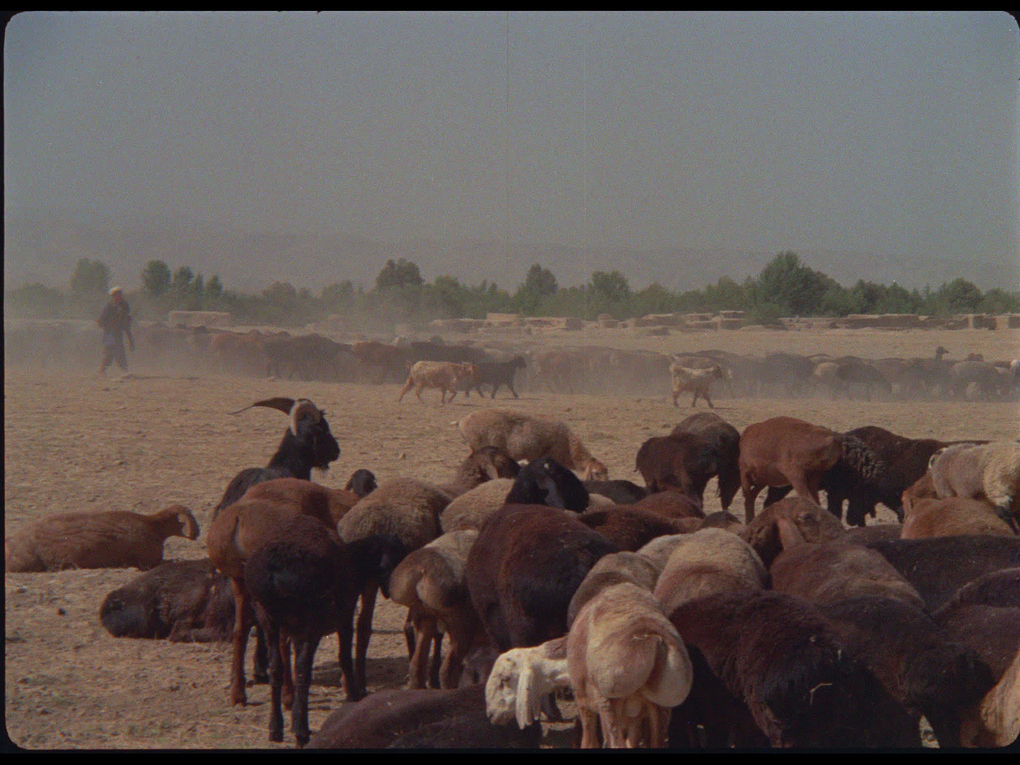 Afghanistan Shepherds