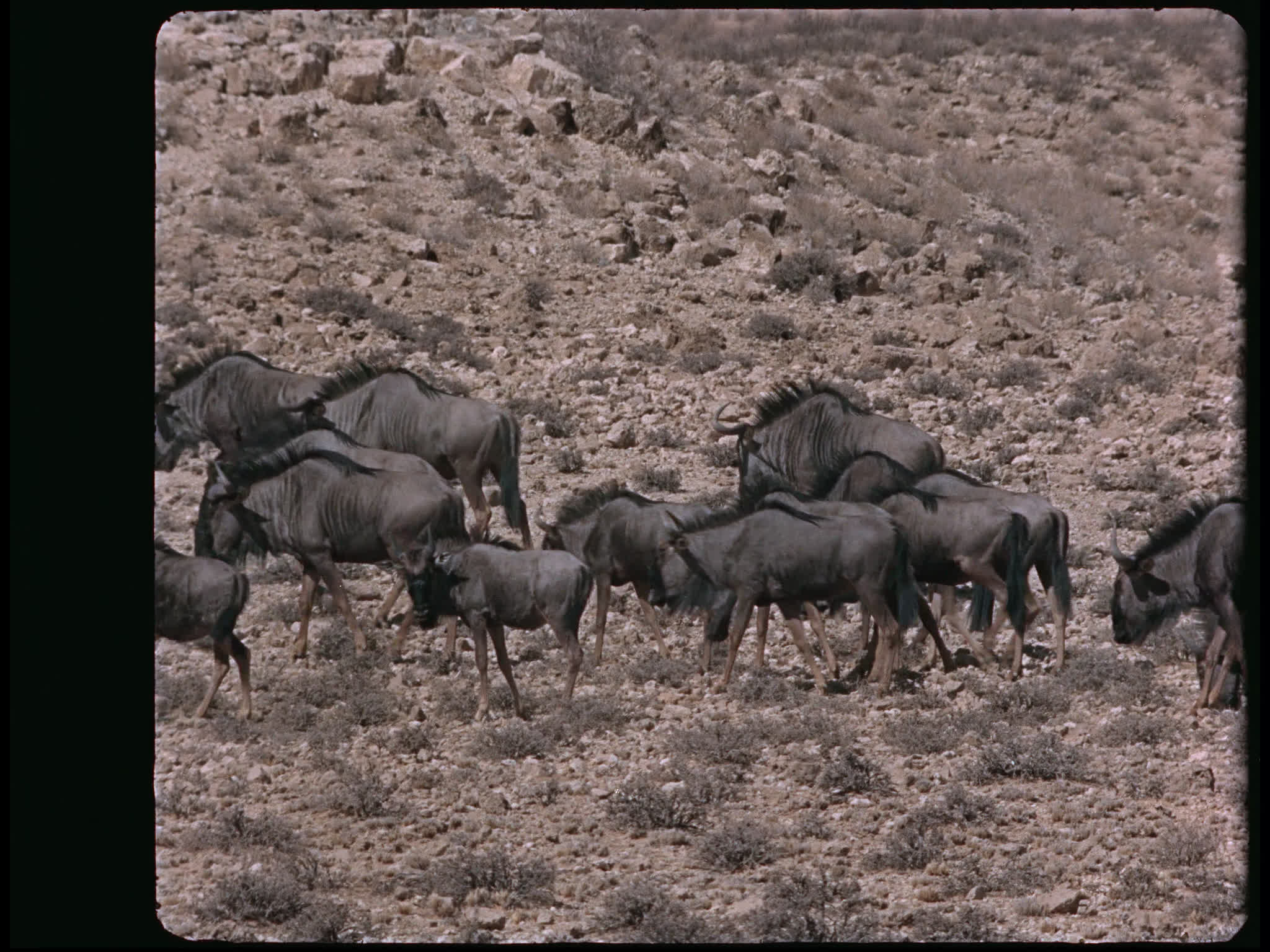 Wildebeest