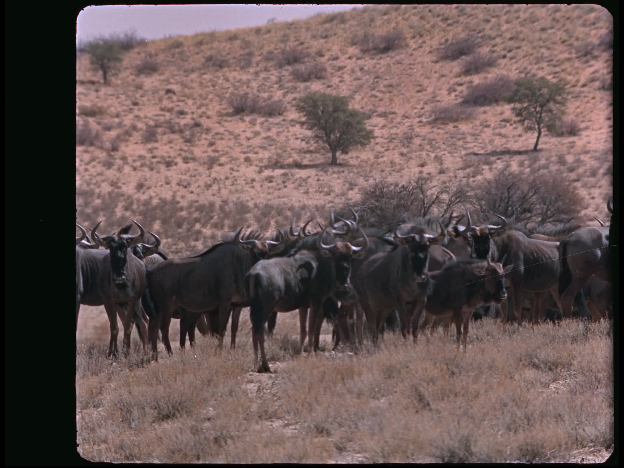 Wildebeest