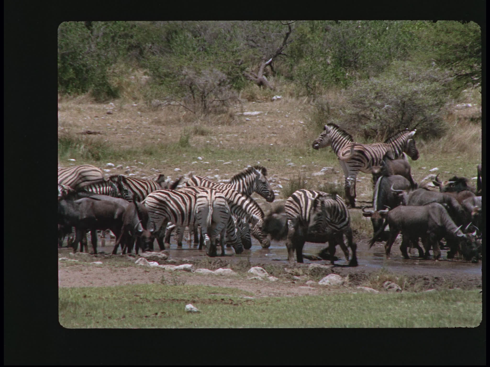 Wildebeest and Zebras