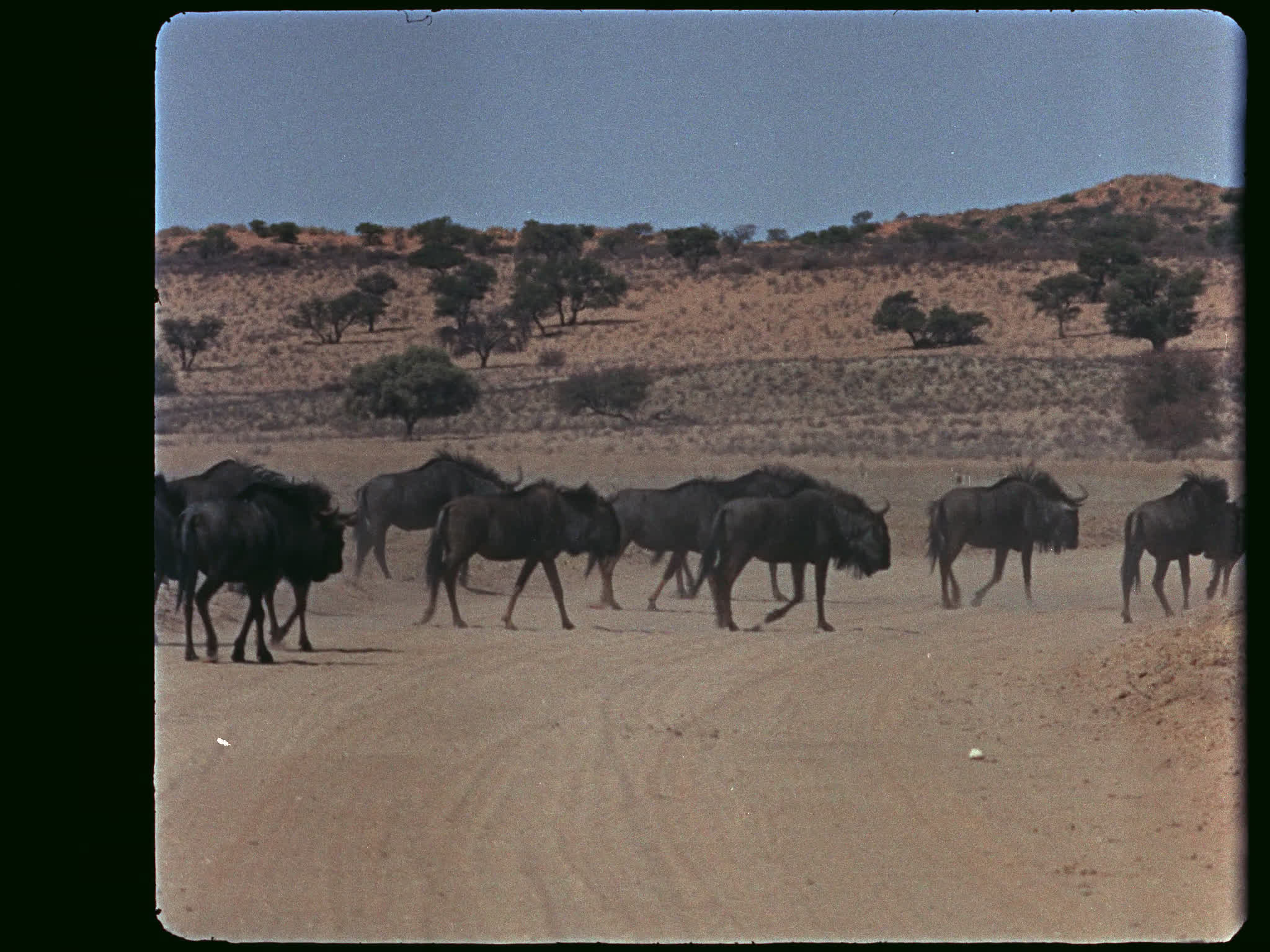 Wildebeest