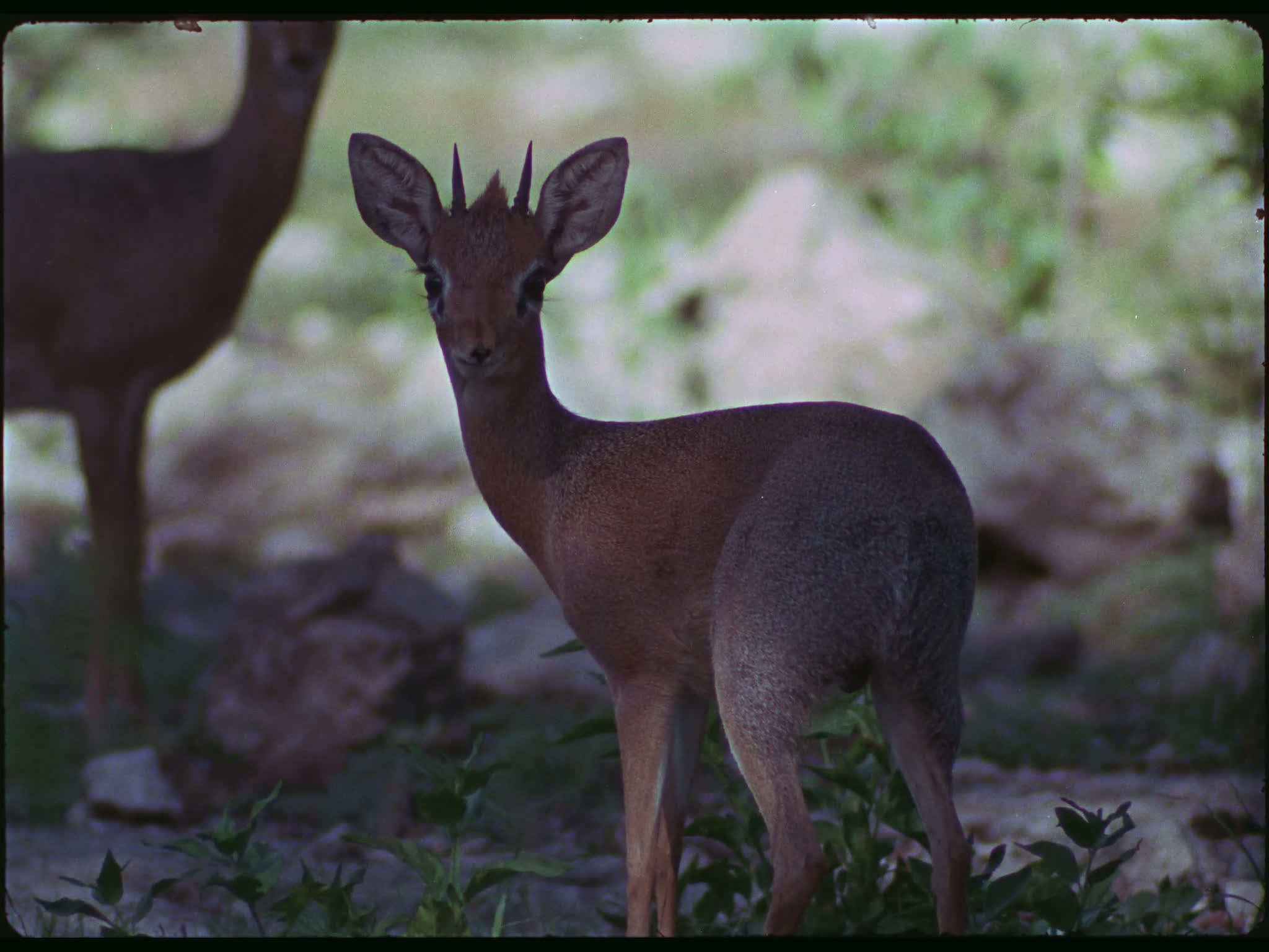 Tiny Grysbok Scratches Ear With Foot