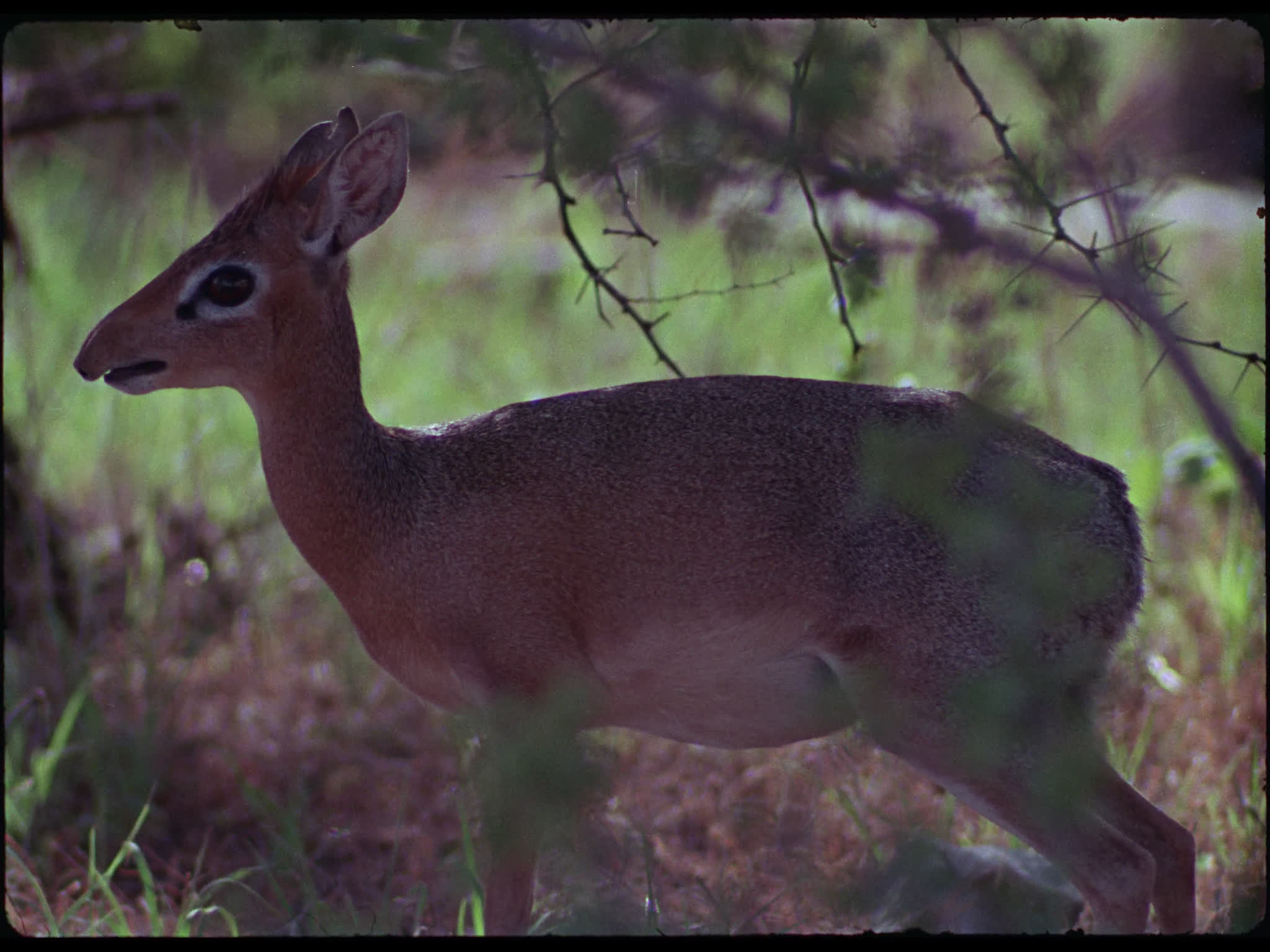 Grysbok