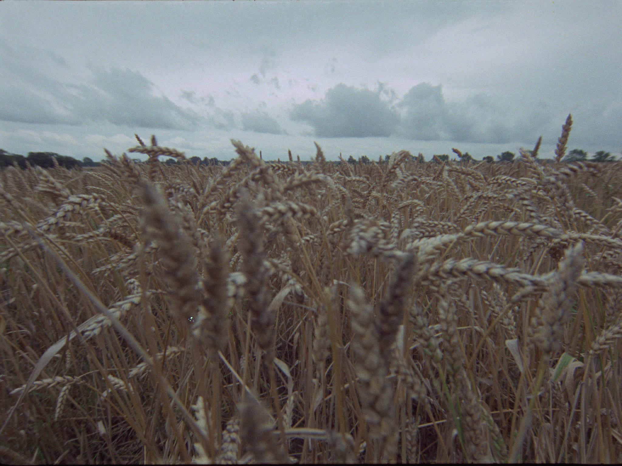 Wheat Field