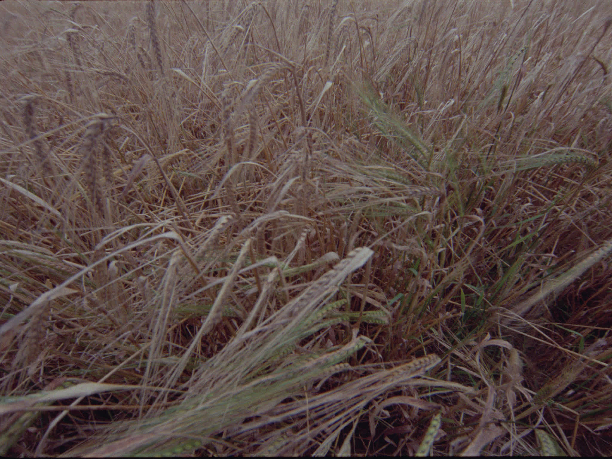 Barley Field
