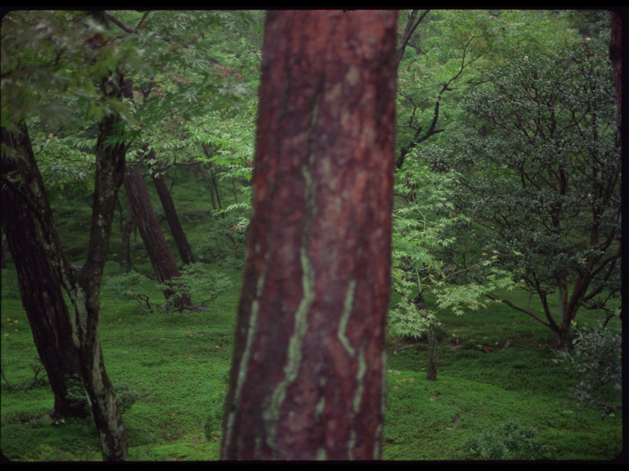 Japanese Gardens of Ginkaku-Ji