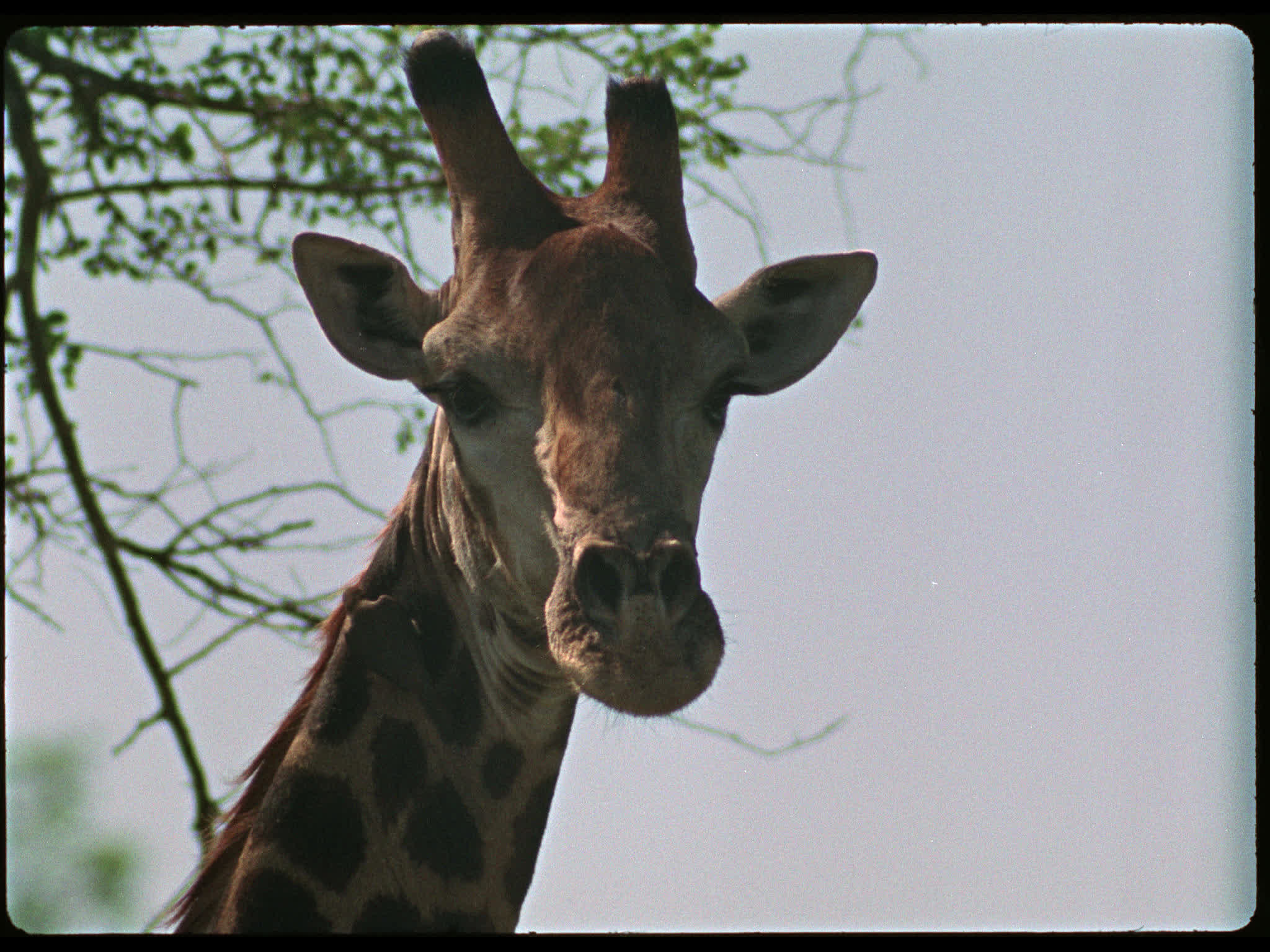 Giraffe