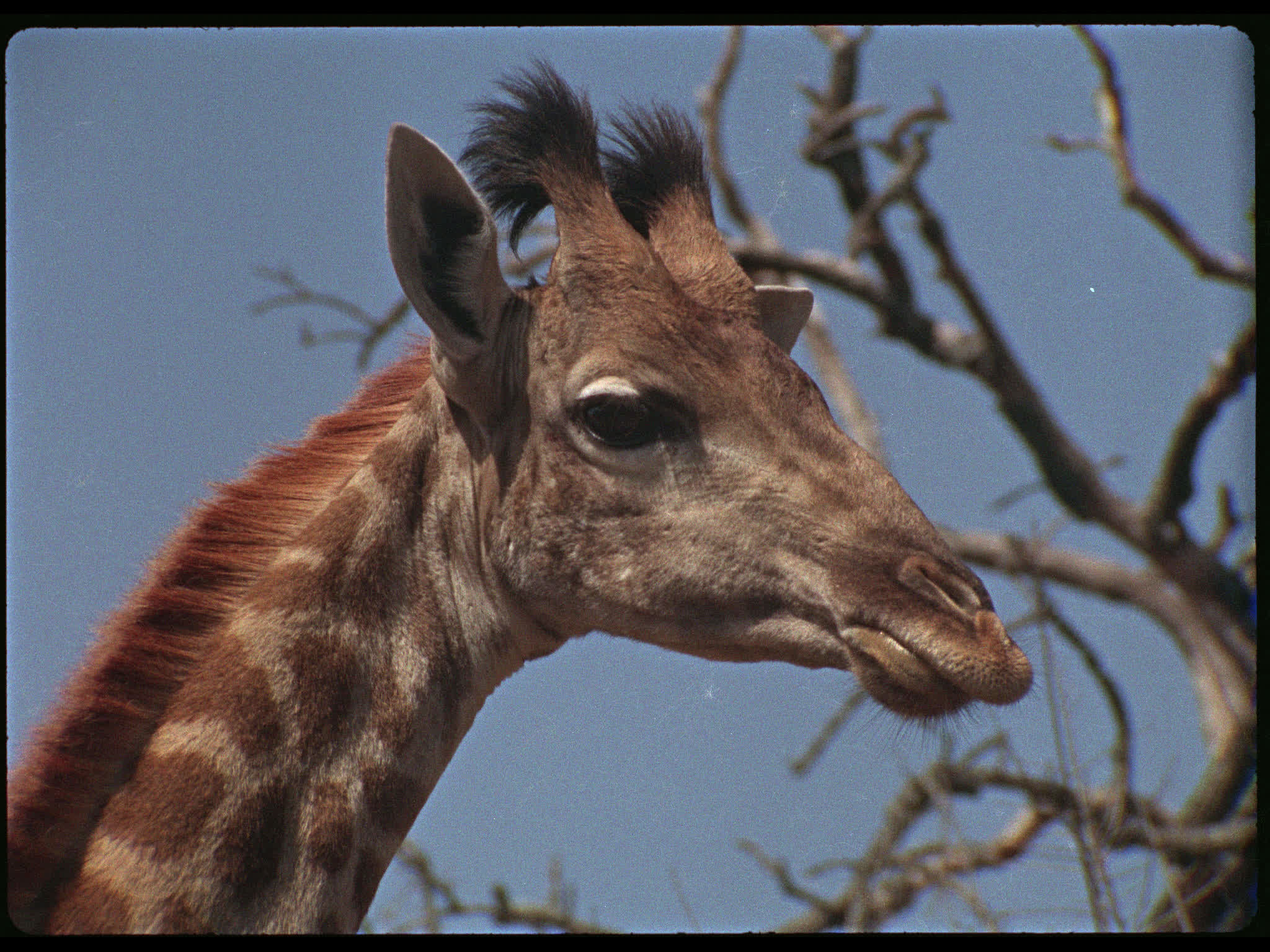 Giraffe