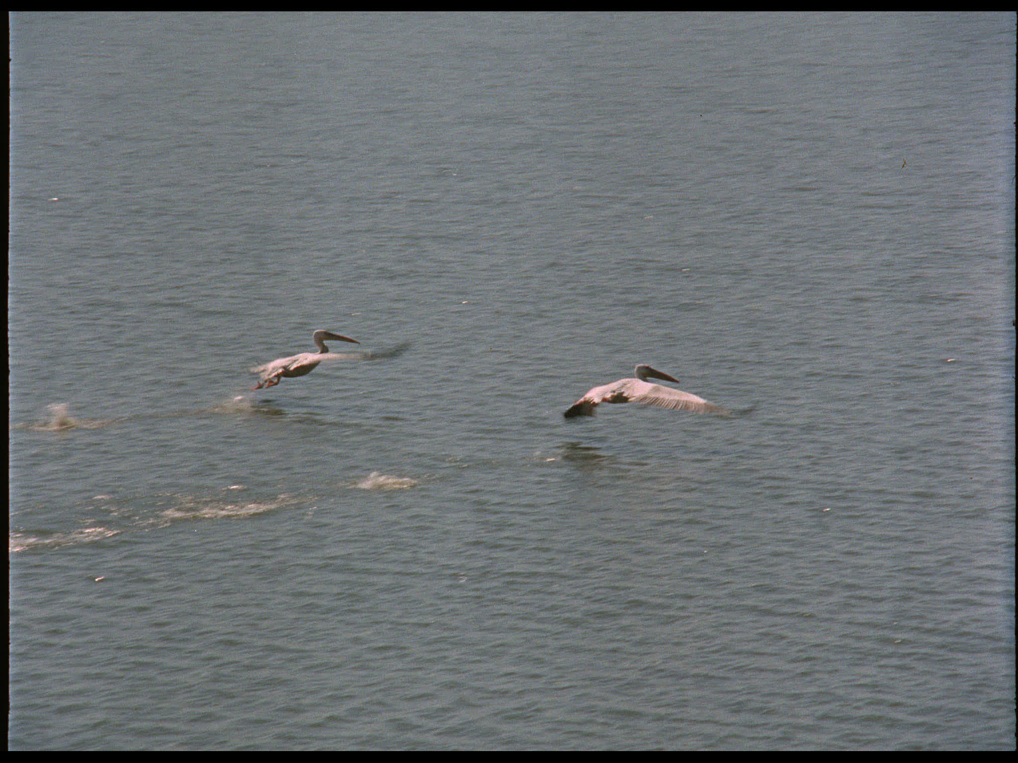 Pelicans Flying