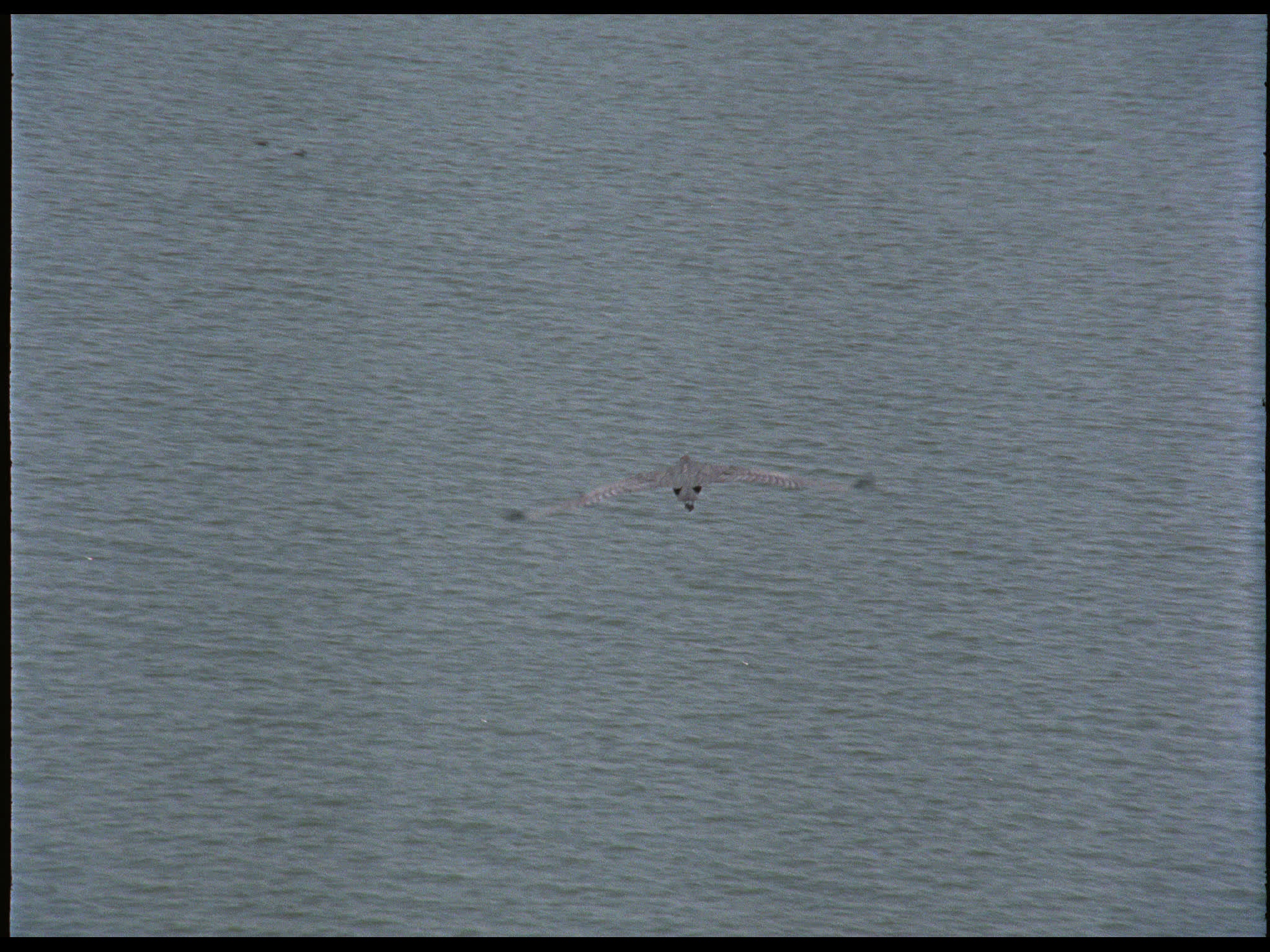 Pelican Flying Over Sea