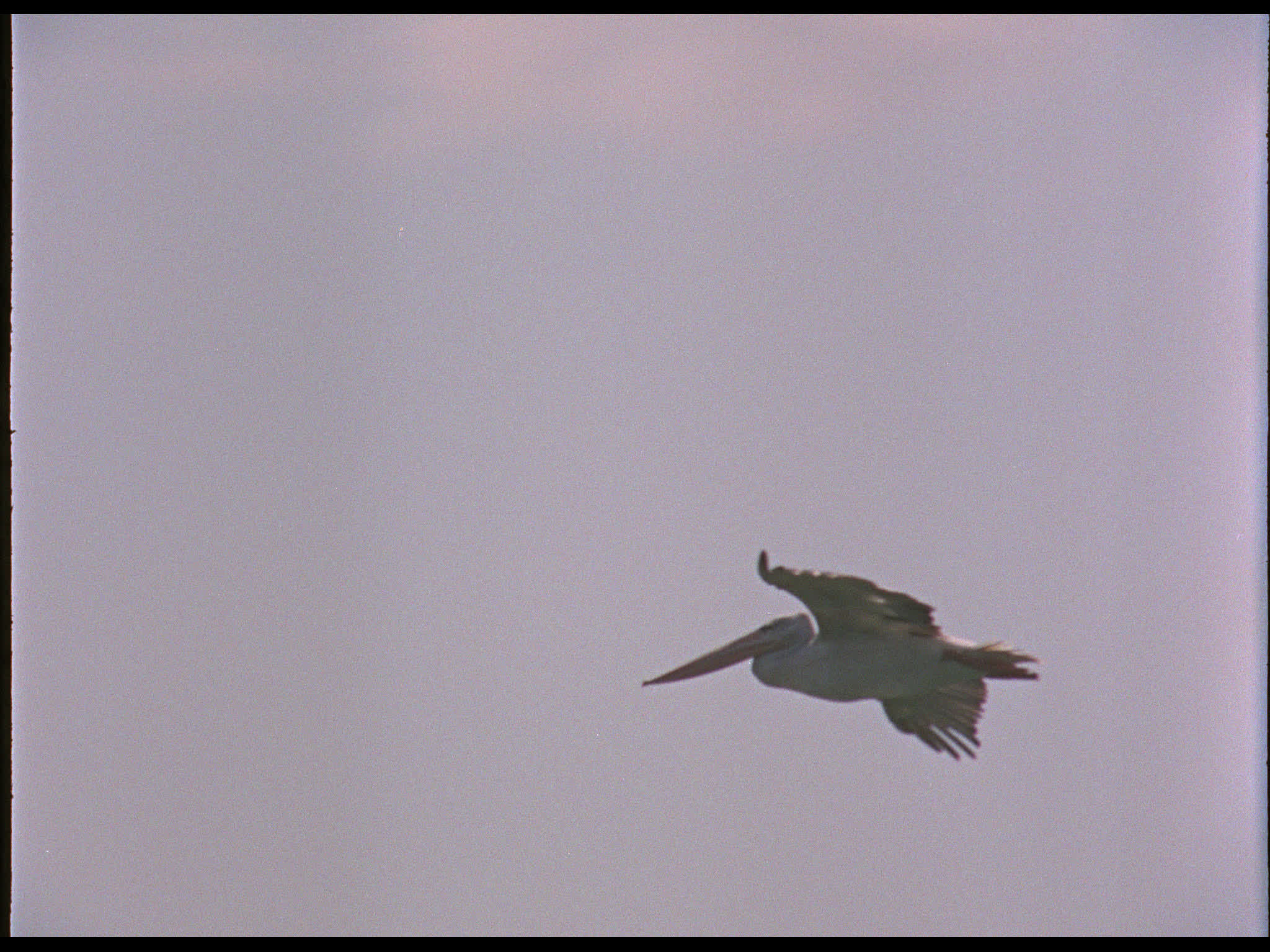 Pelican Flying