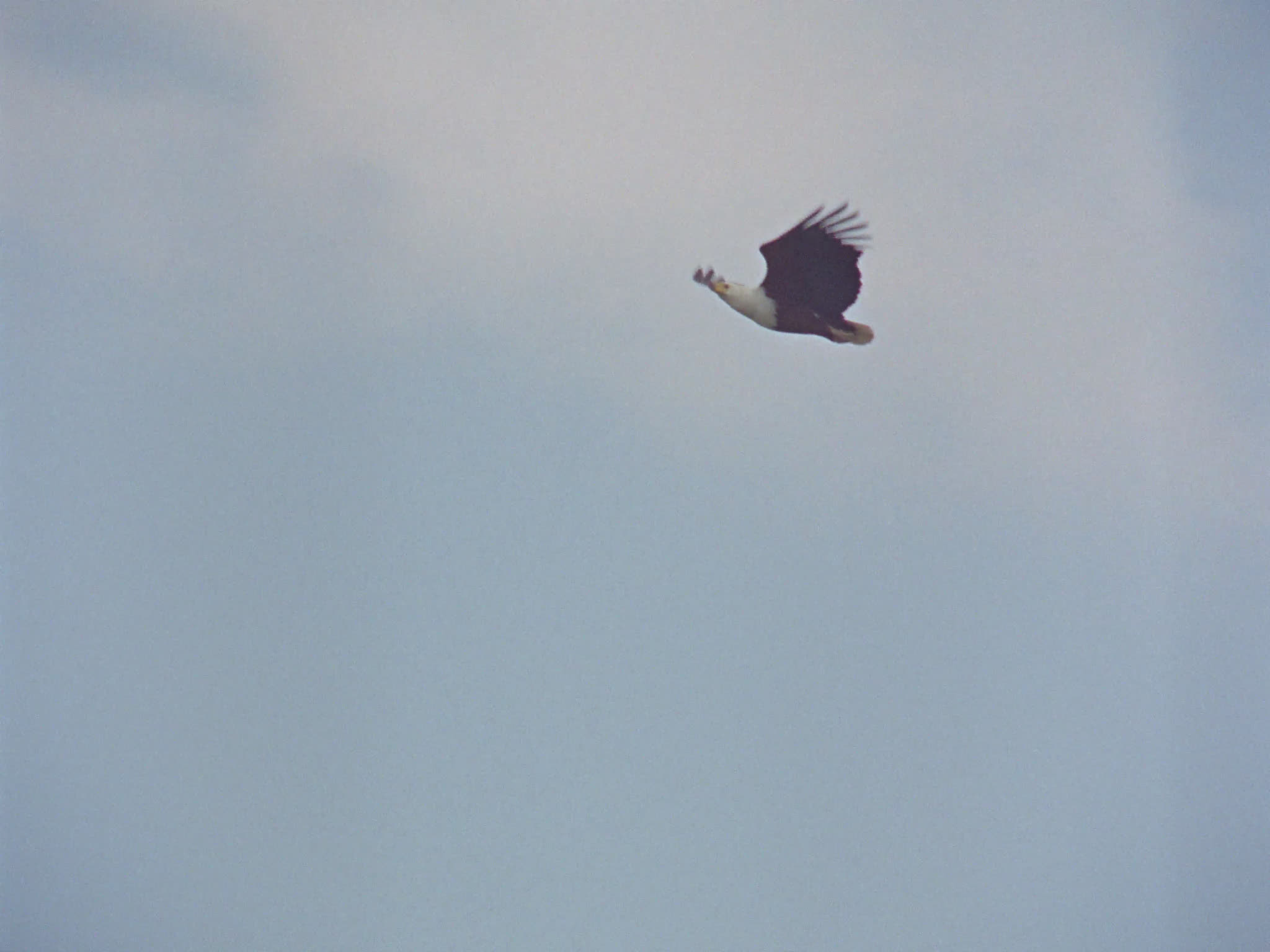 African Fish Eagle in Flight